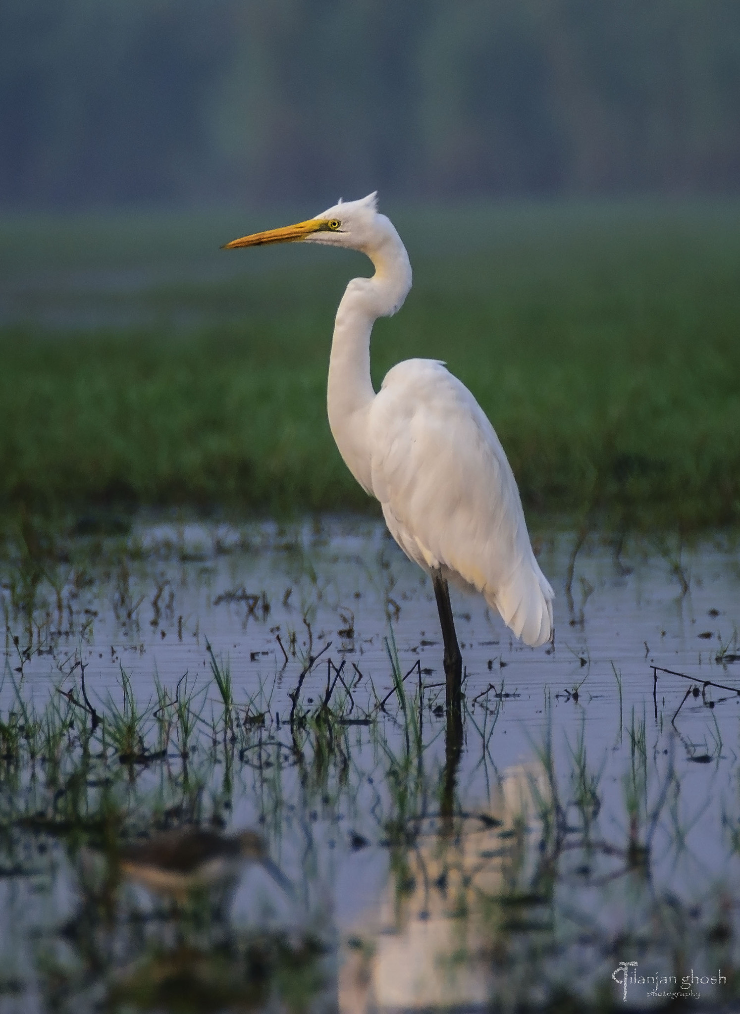 Nikon D3300 + Tamron SP 70-300mm F4-5.6 Di VC USD sample photo. An egret on a misty morning. . photography