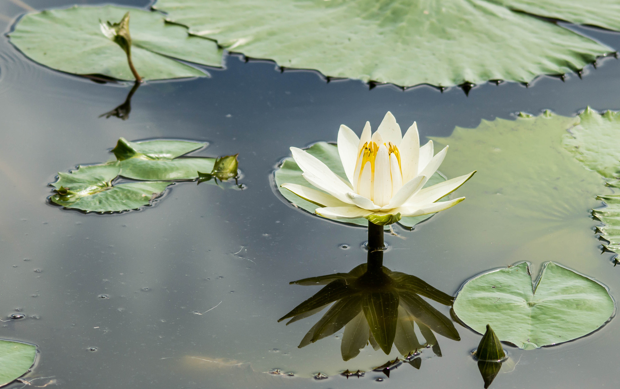 Nikon D3200 + Sigma 150-500mm F5-6.3 DG OS HSM sample photo. Water lilly photography