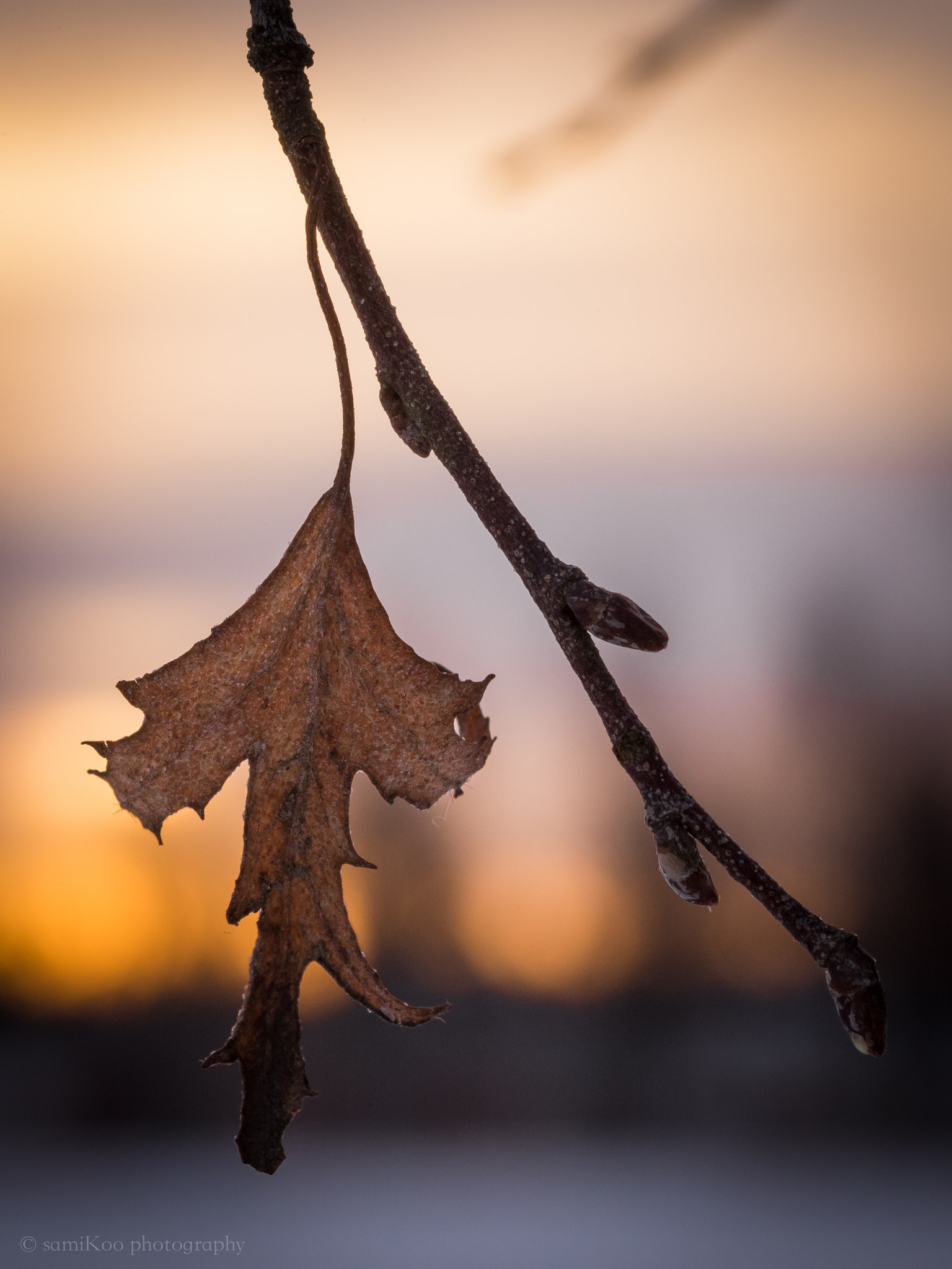 Sigma 105mm F2.8 EX DG OS HSM sample photo. February photography