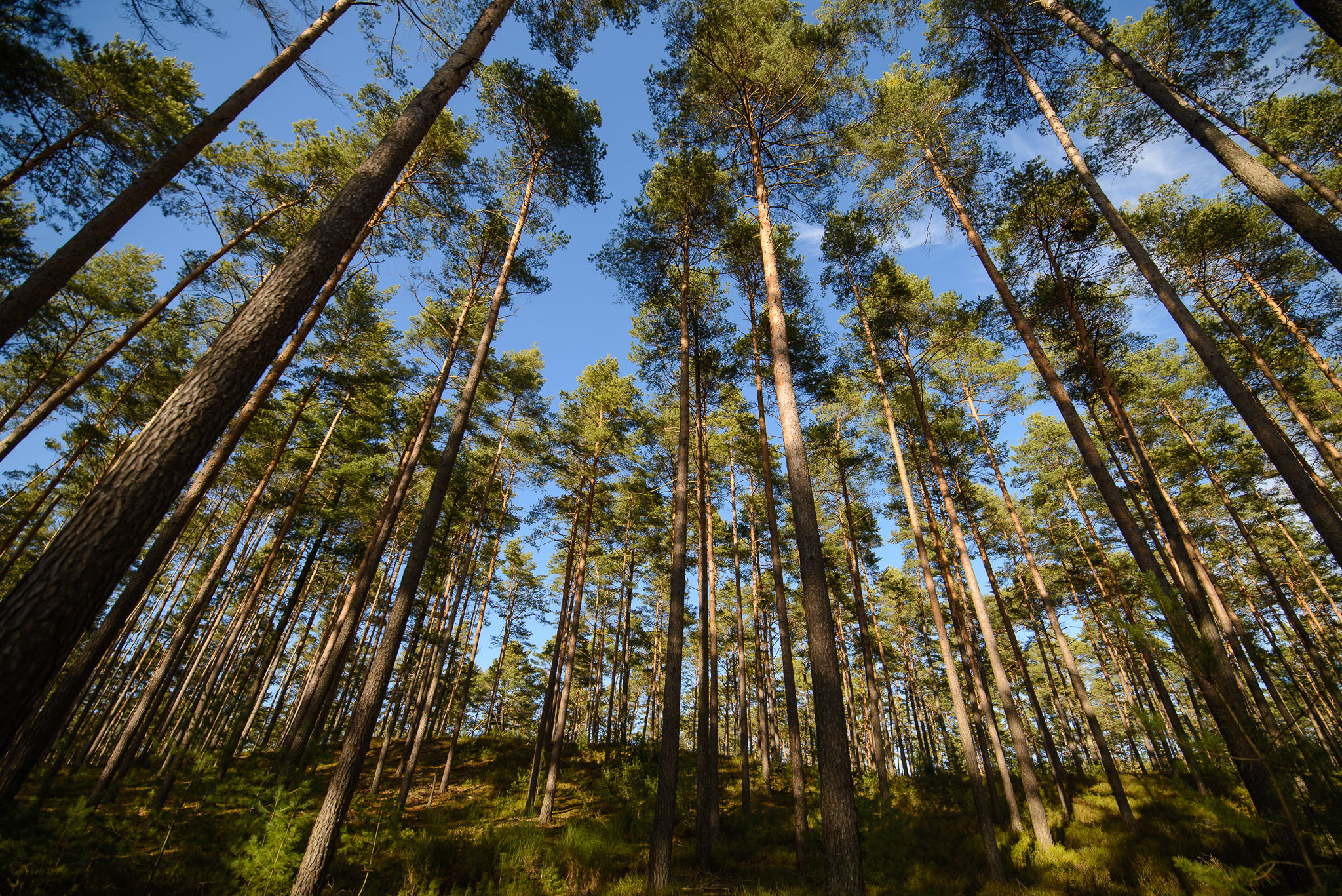 Tamron SP 15-30mm F2.8 Di VC USD sample photo. Föhrenwald photography