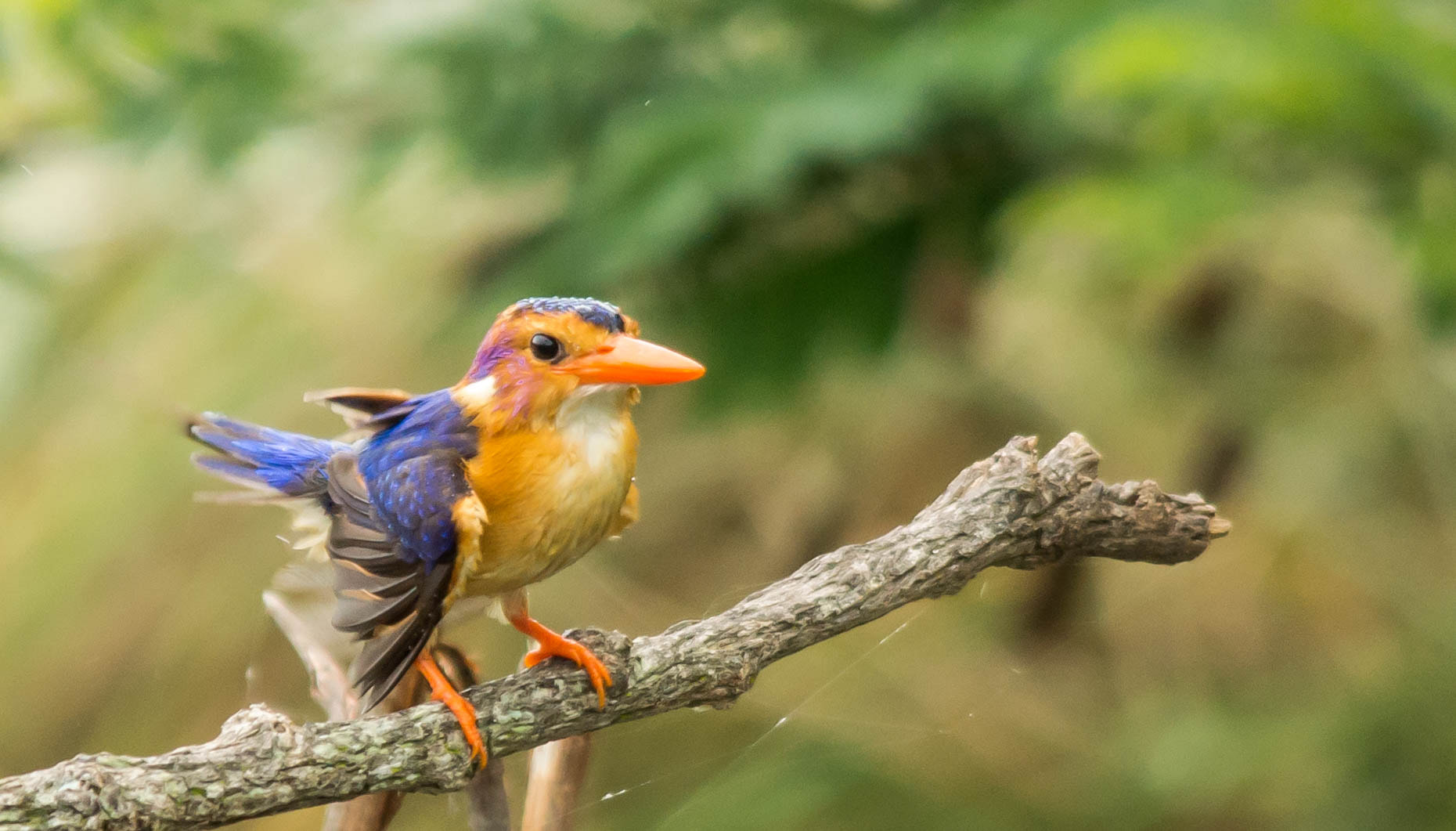 Nikon D3200 + Sigma 150-500mm F5-6.3 DG OS HSM sample photo. African pygmy kingfisher photography