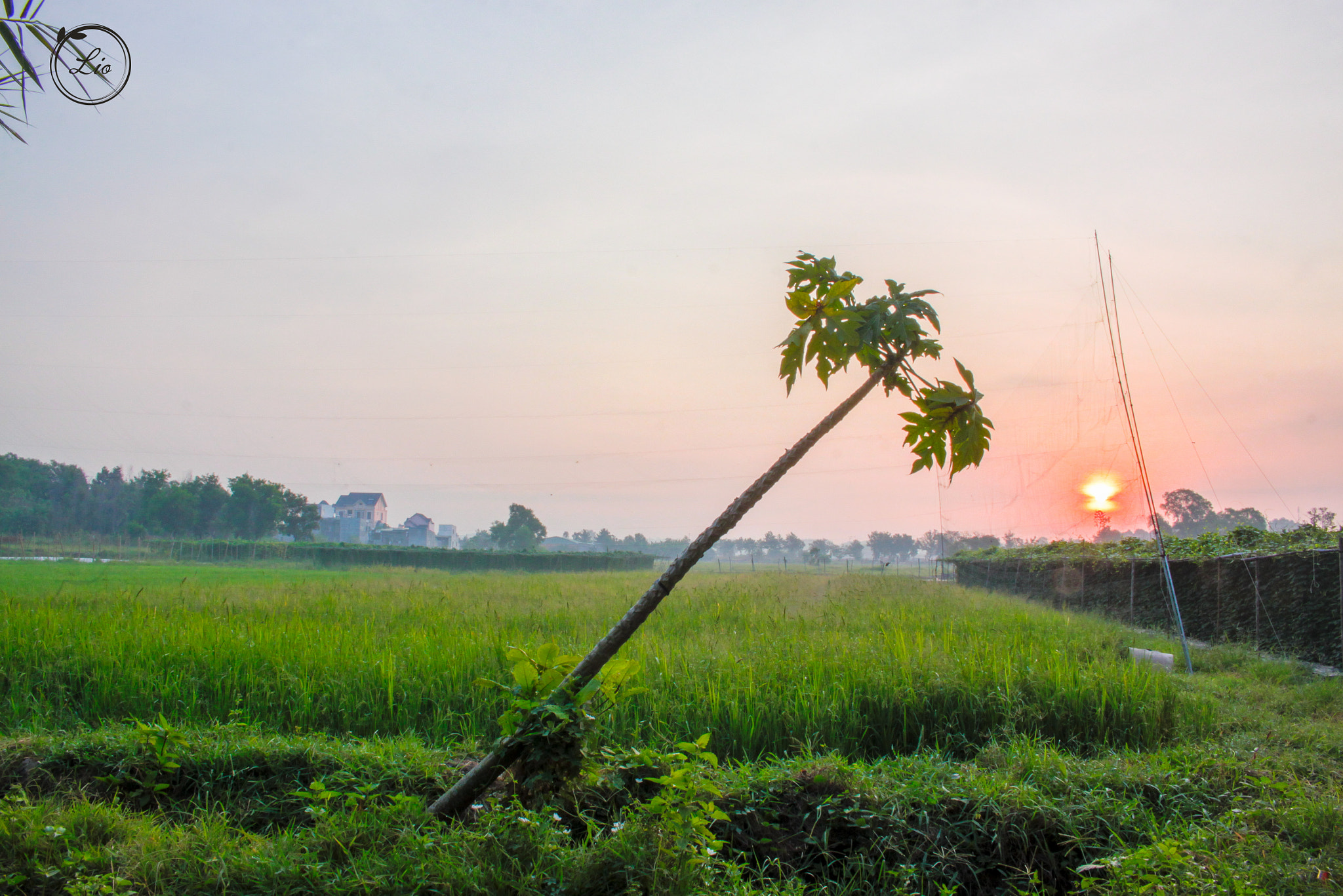 Canon EOS 50D sample photo. My farm! photography
