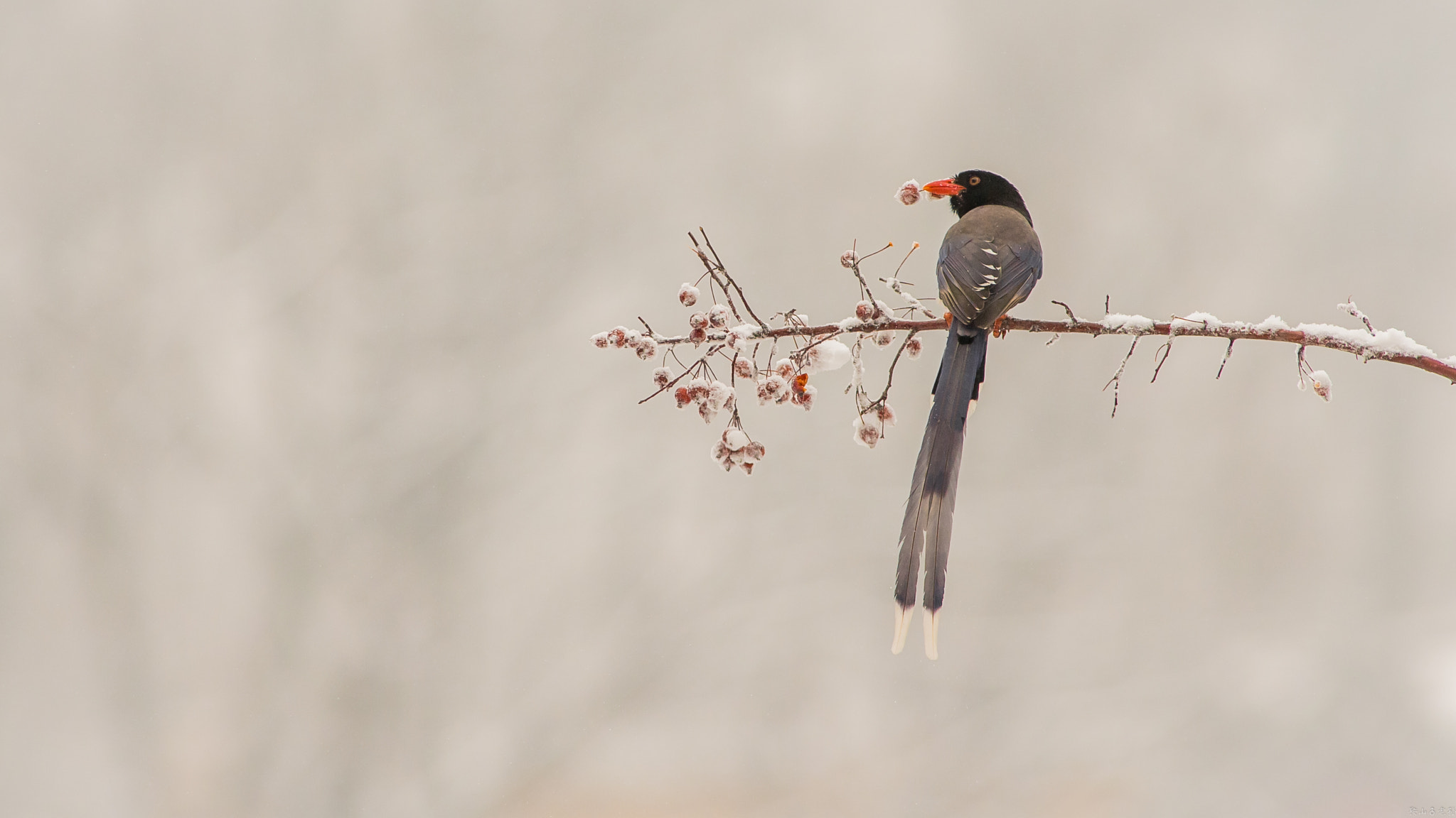 Canon EF 400mm f/2.8L sample photo. 红嘴蓝鹊（urocissa erythroryncha） photography