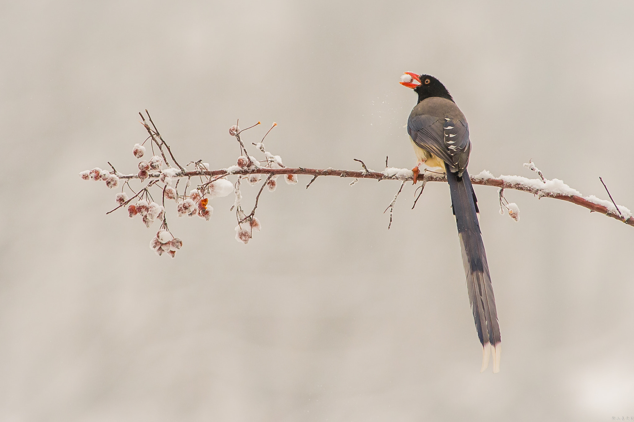 Canon EF 400mm f/2.8L sample photo. 红嘴蓝鹊（urocissa erythroryncha） photography