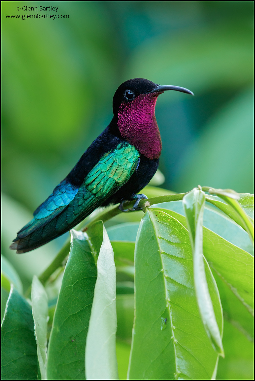 Canon EOS 7D Mark II sample photo. Purple-throated carib (eulampis jugularis) photography