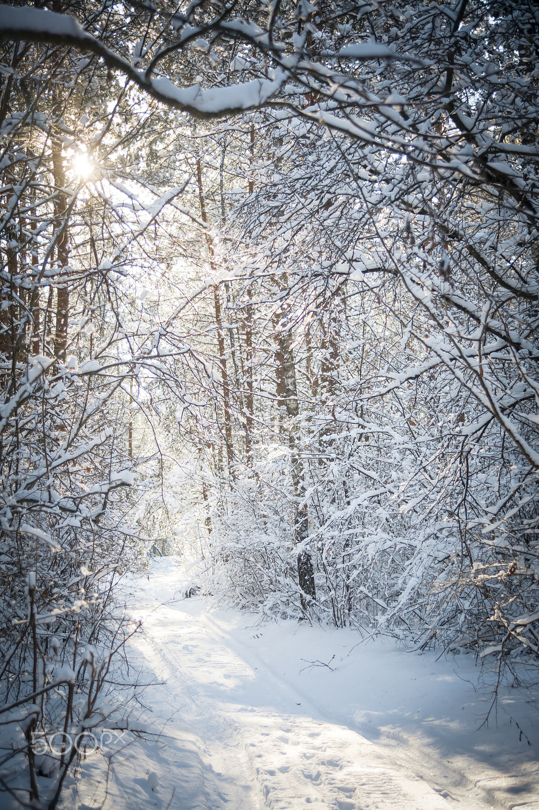 Canon EF 35-135mm f/4-5.6 USM sample photo. Winter in the forest photography