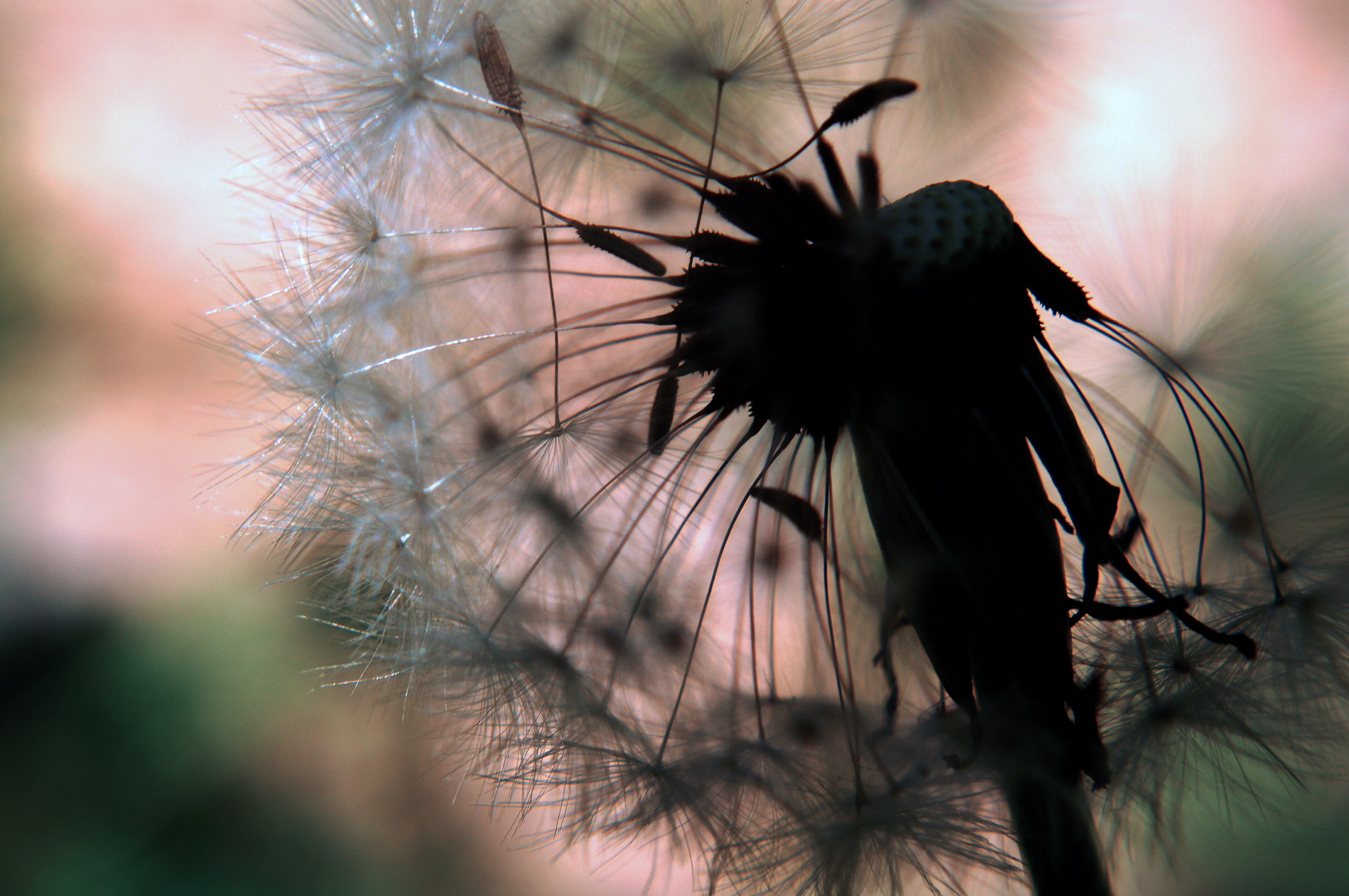 Sony Alpha NEX-C3 sample photo. Dandelion photography