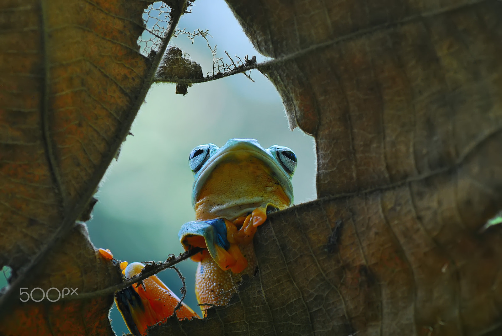 Nikon D60 sample photo. Frog,dumpy photography