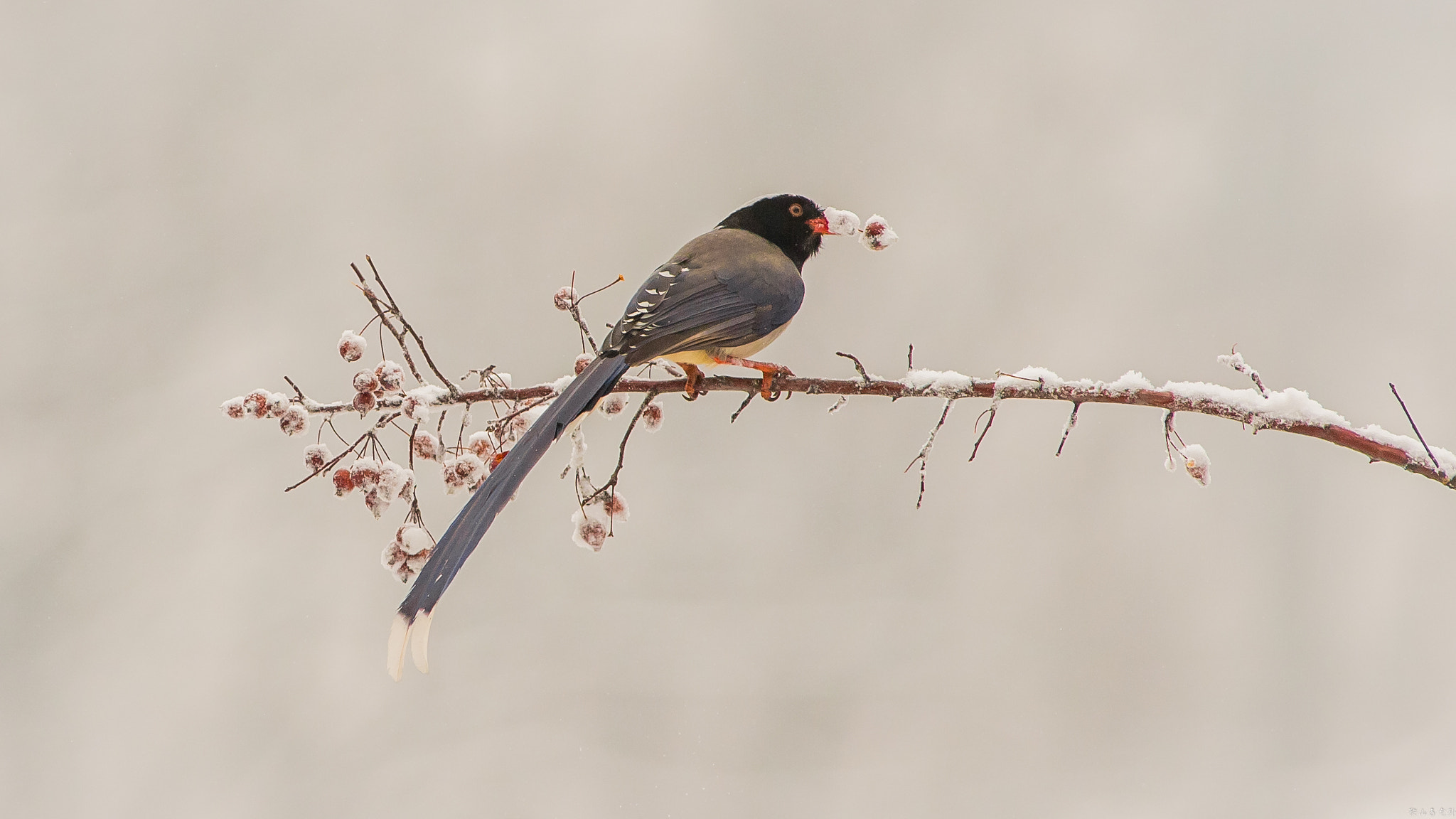 Canon EOS-1D X sample photo. 红嘴蓝鹊（urocissa erythroryncha） photography