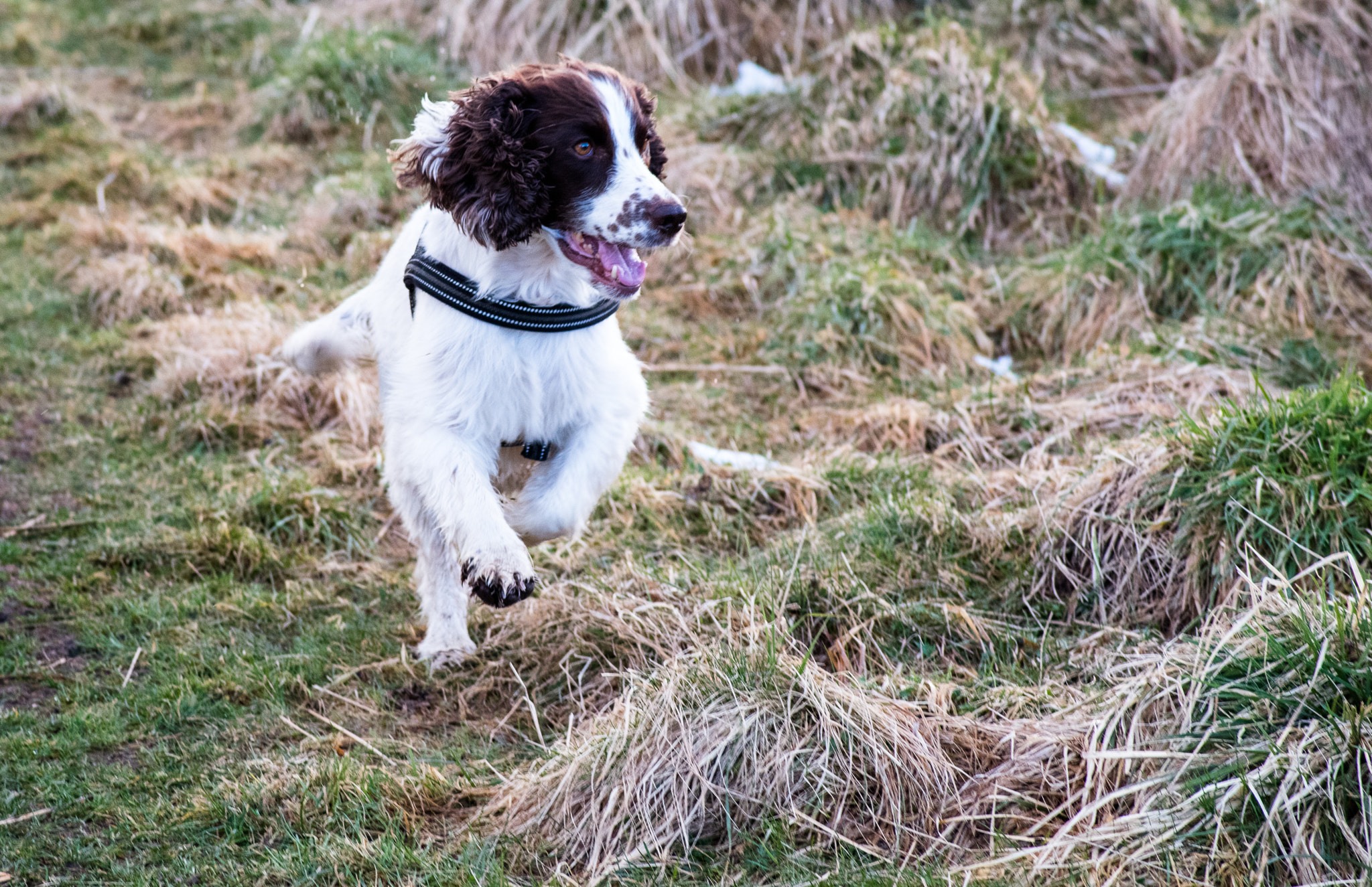 Pentax K-1 sample photo. Hector the cocker spaniel photography