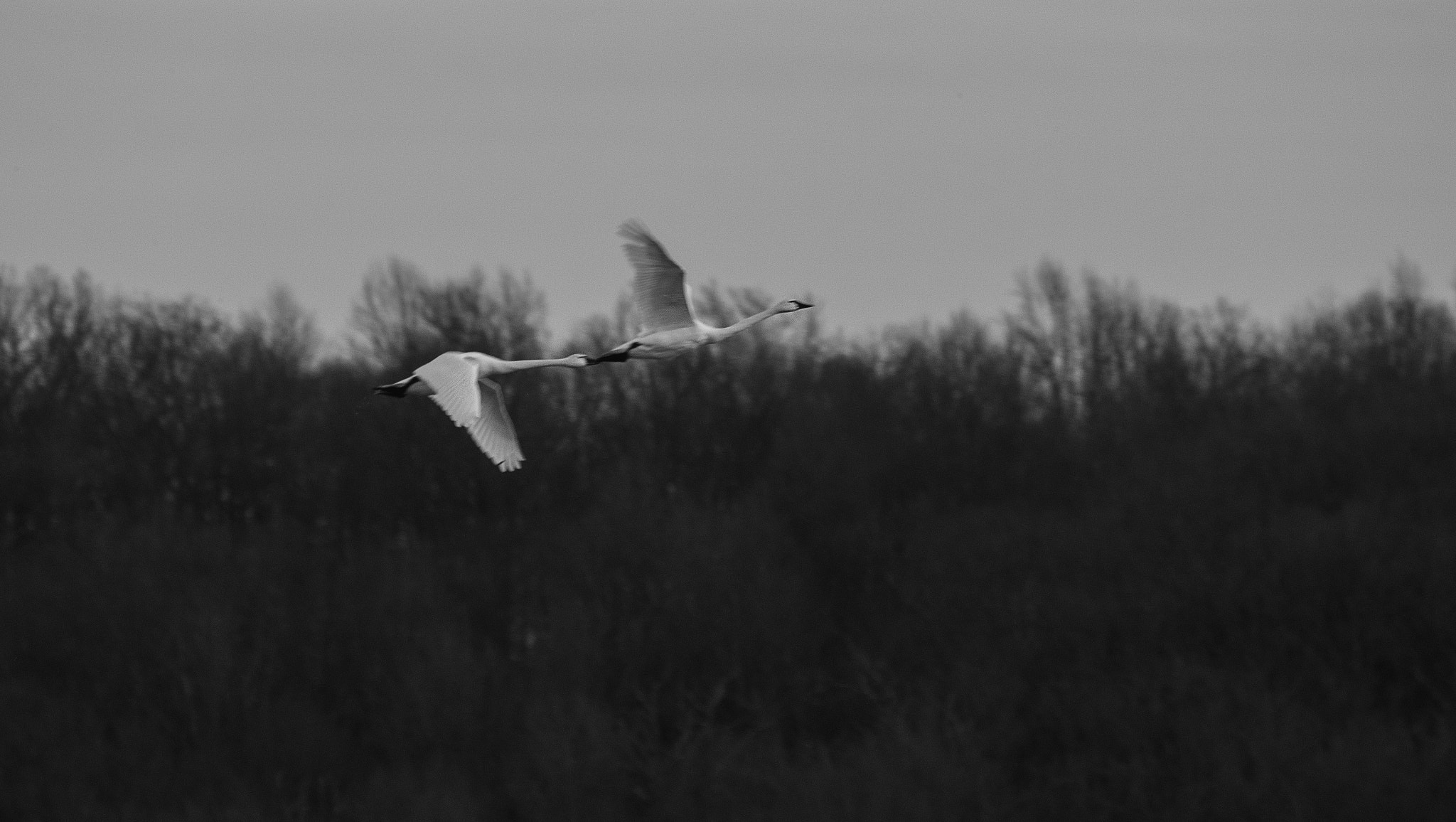 Canon EOS-1D X Mark II sample photo. Snow geese photography