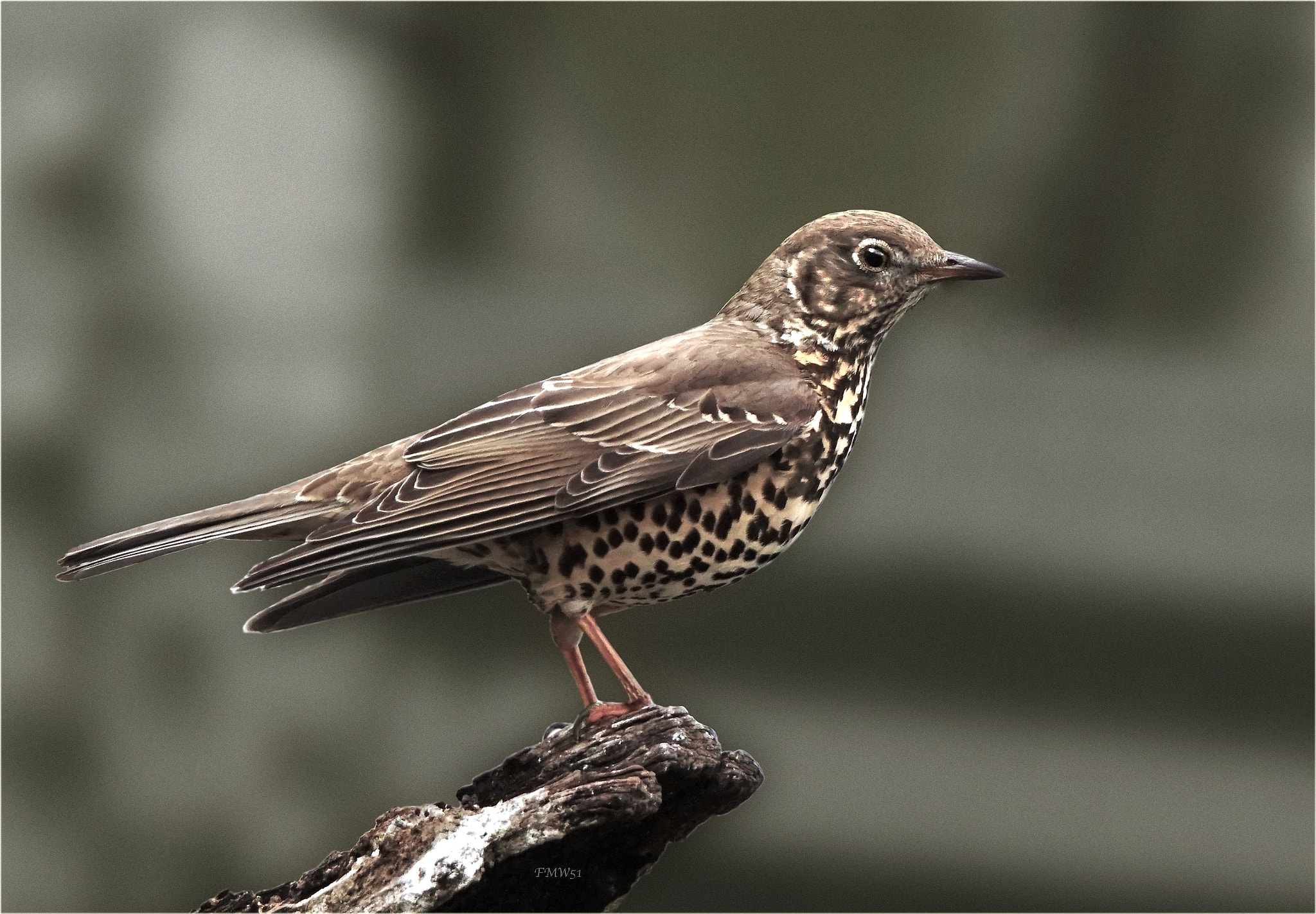 Sony ILCA-77M2 sample photo. Mistle thrush photography