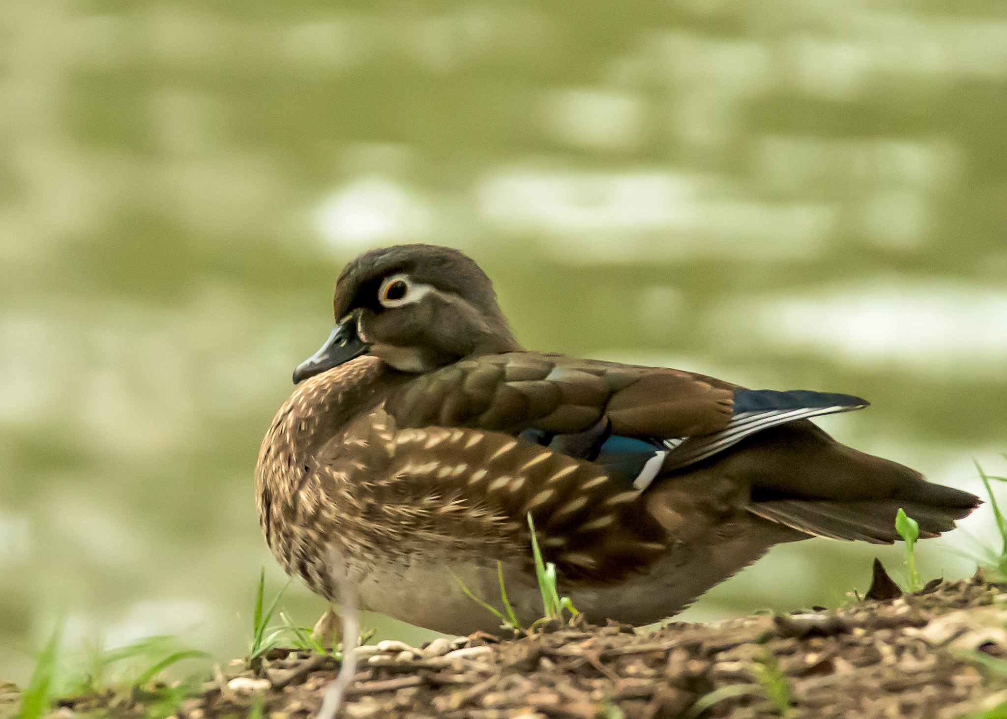 Nikon D810 sample photo. Female wood duck photography