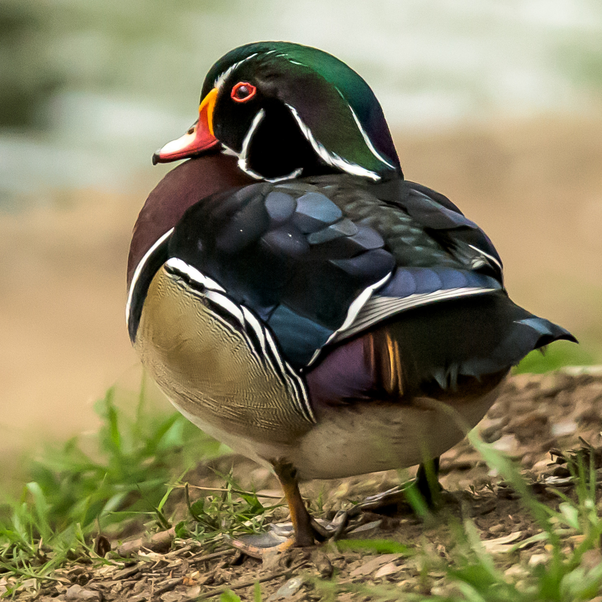 Nikon D810 sample photo. Wood duck photography