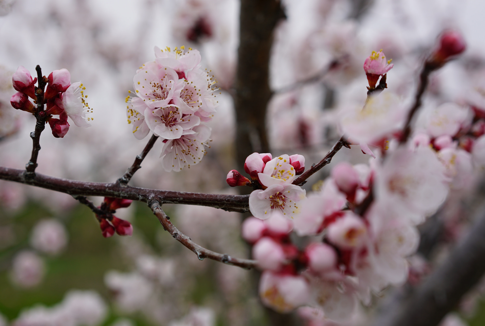 Sony a7R II + Sony Sonnar T* FE 55mm F1.8 ZA sample photo. Spring photography