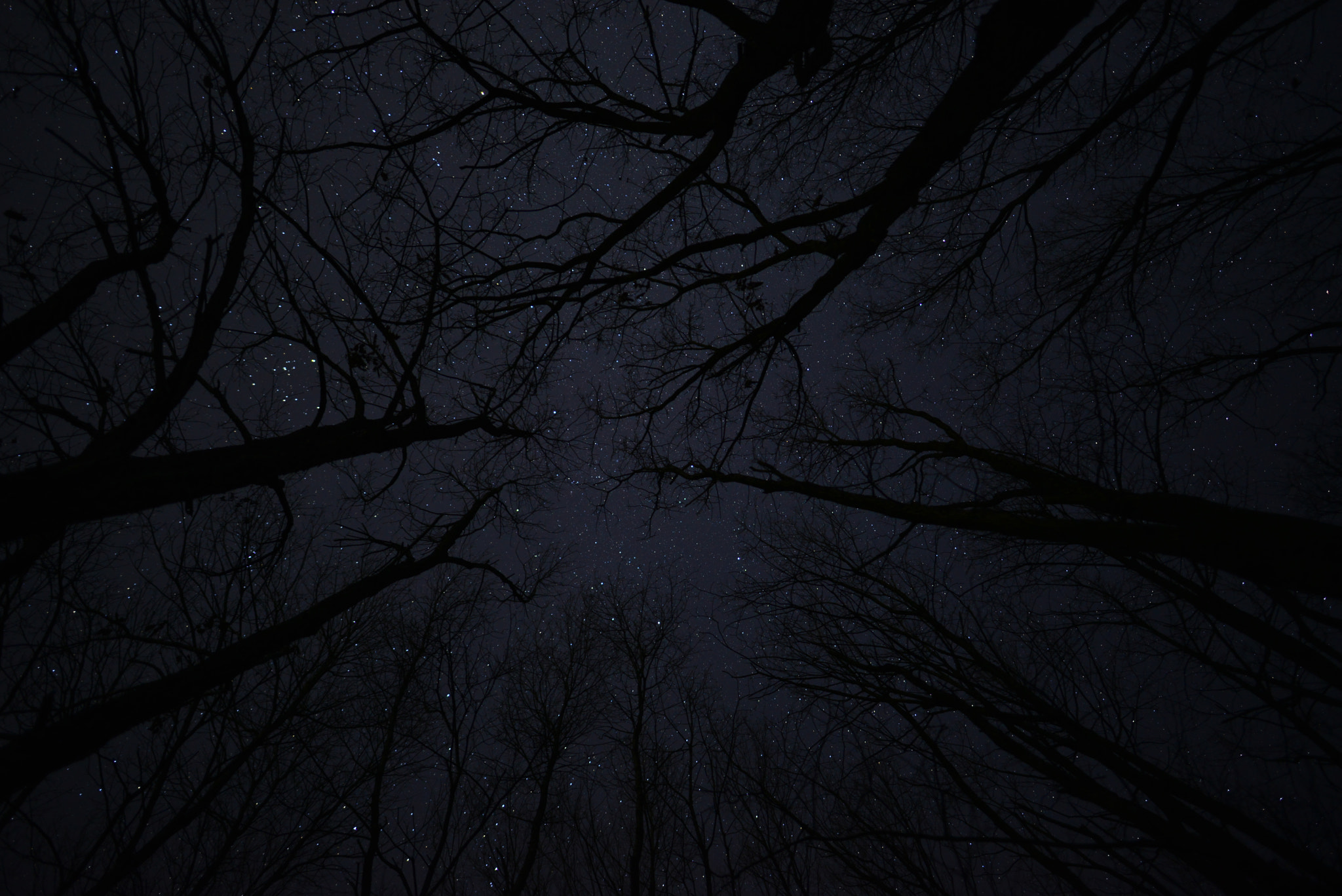 Nikon D800E sample photo. Stars and trees photography