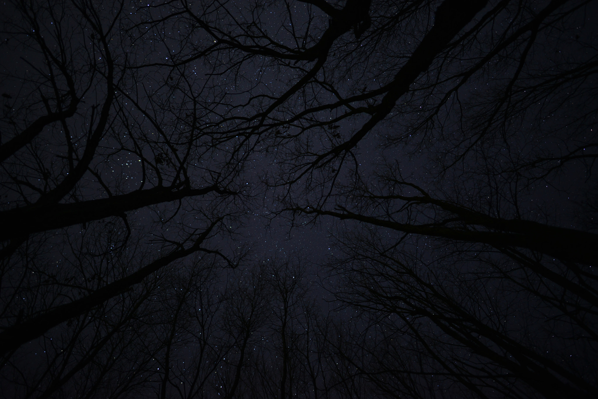 Nikon D800E + Nikon AF-S Nikkor 20mm F1.8G ED sample photo. Stars and trees photography