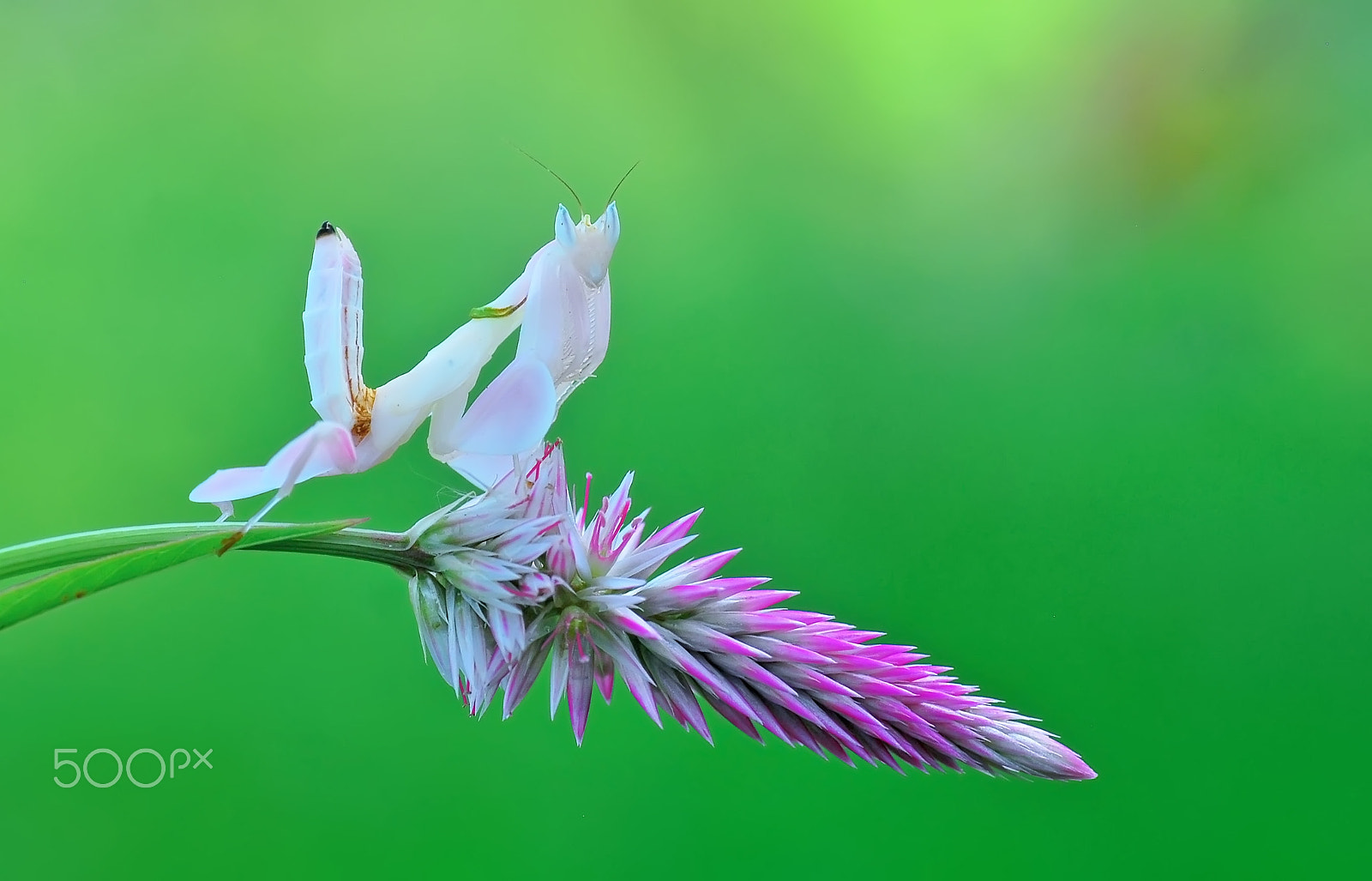 Nikon D60 sample photo. Orchid mantis, photography