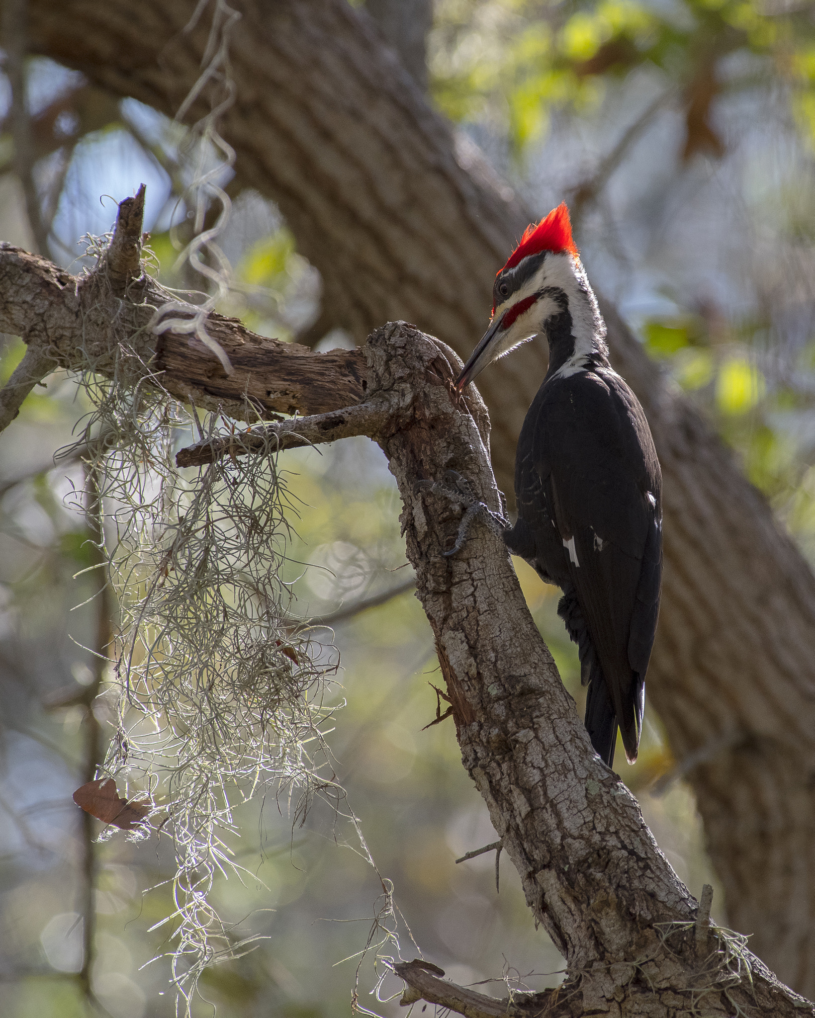 Pentax K-1 + Pentax smc DA* 300mm F4.0 ED (IF) SDM sample photo. Pileated woodpecker photography