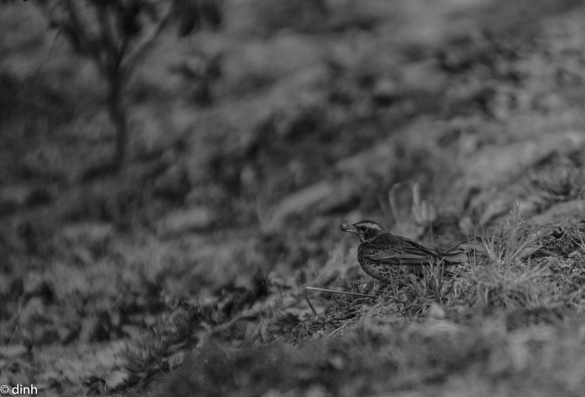 Nikon AF-Nikkor 80-200mm F2.8D ED sample photo