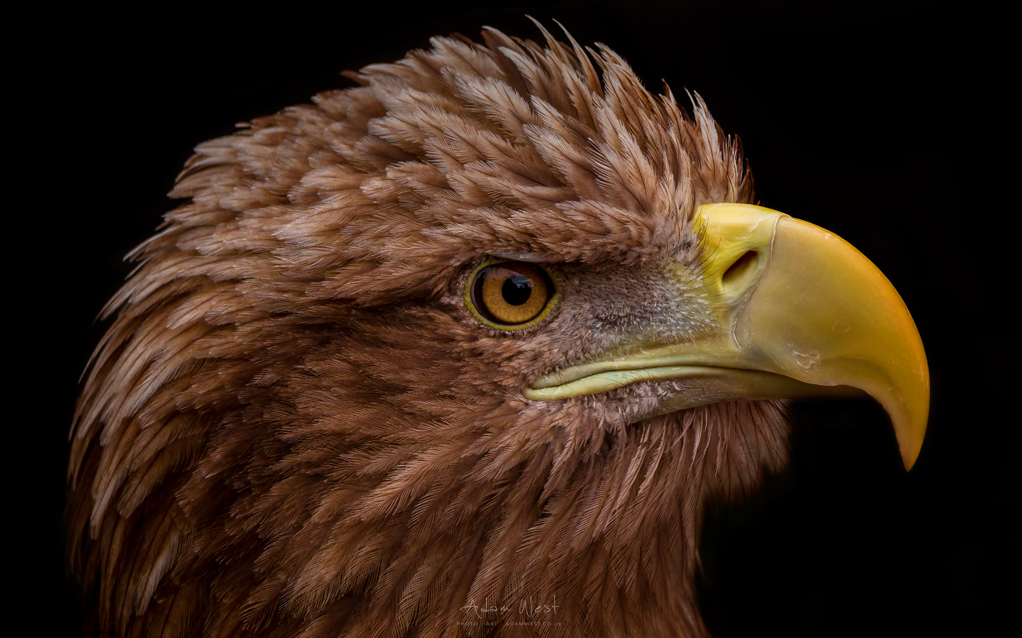 150-600mm F5-6.3 DG OS HSM | Contemporary 015 sample photo. The phoenix photography