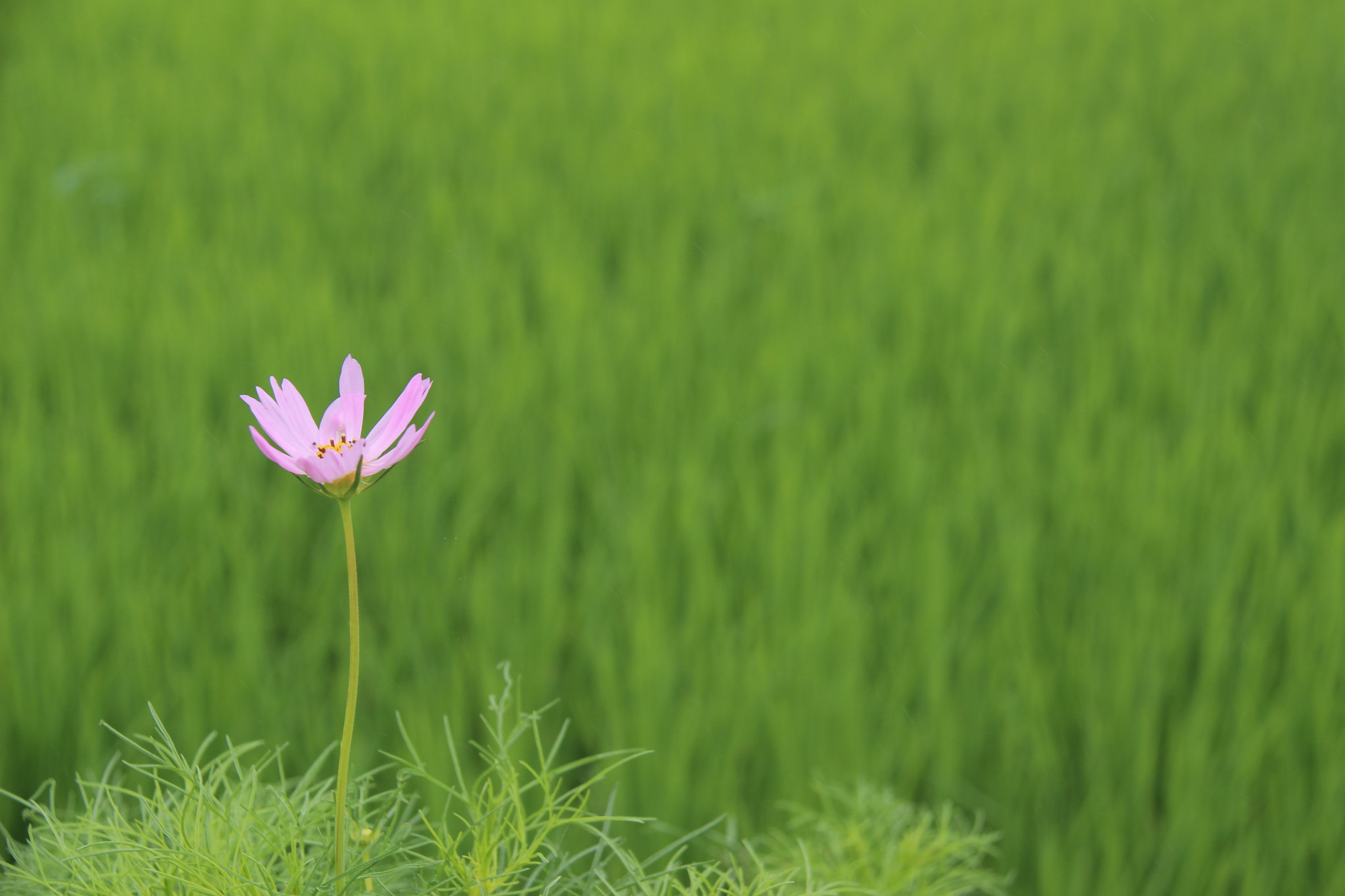Canon EF-S 18-200mm F3.5-5.6 IS sample photo. 혼자서도```잘자랐어요^^ photography