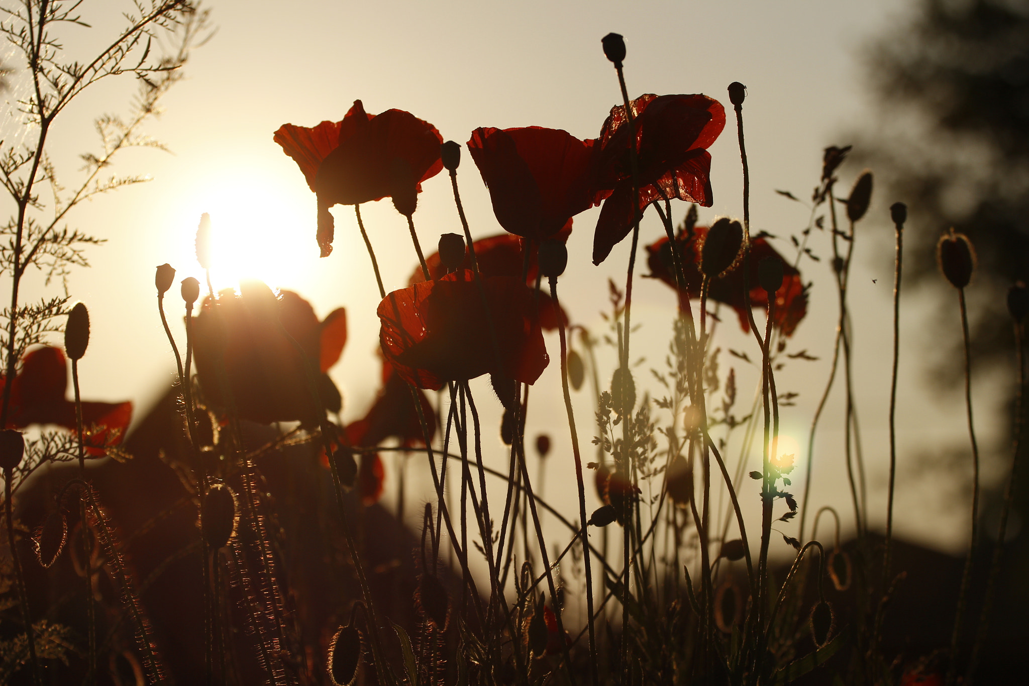 Canon EOS 600D (Rebel EOS T3i / EOS Kiss X5) + Canon EF 70-200mm F4L USM sample photo. Backlight poppies photography