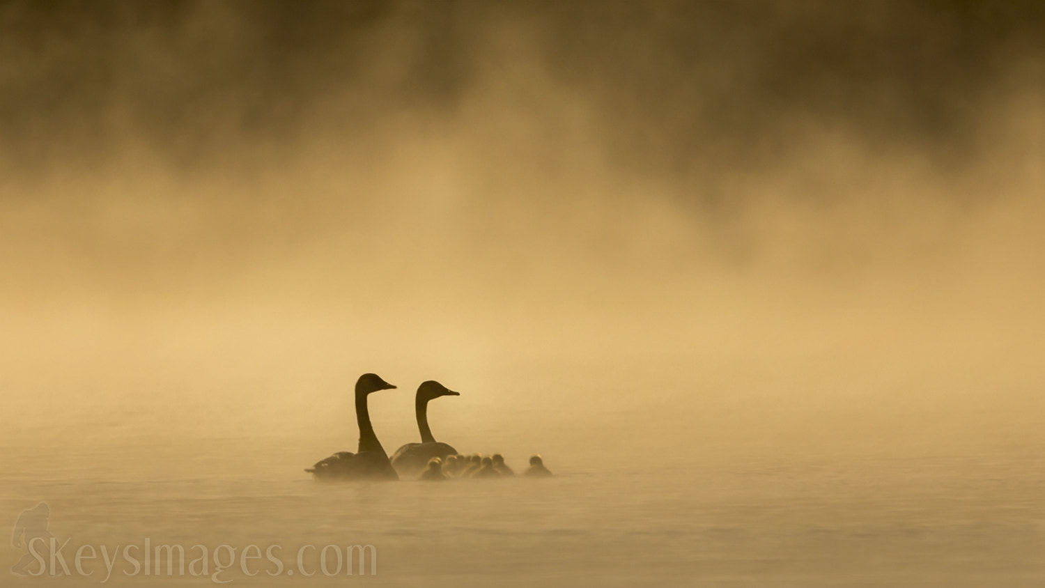 Nikon D7200 + Sigma 500mm F4.5 EX DG HSM sample photo. Golden fog (canada geese and goslings) photography