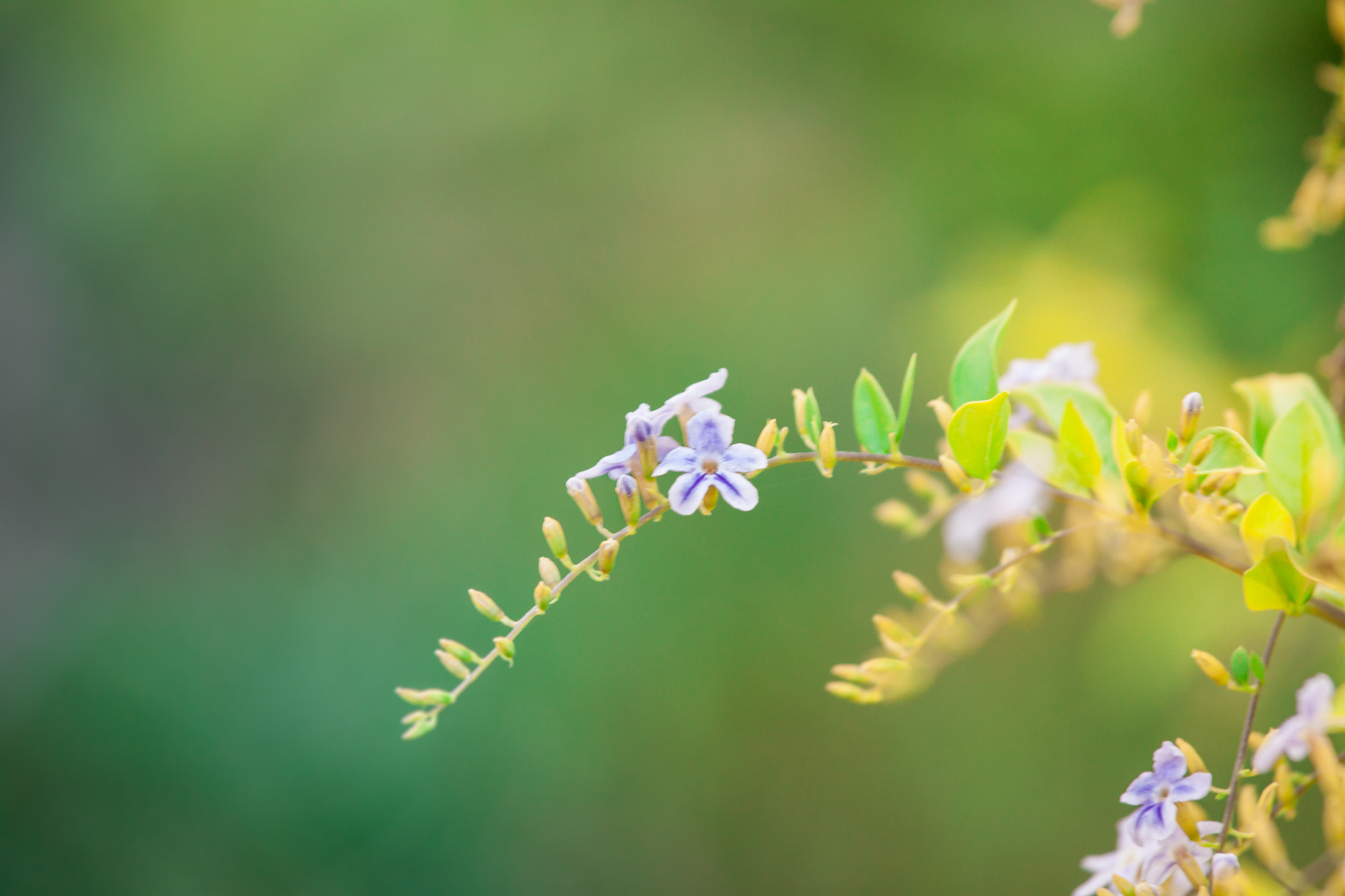 Canon EF 70-200mm F4L IS USM sample photo. ❤ 1 march  ❤ photography