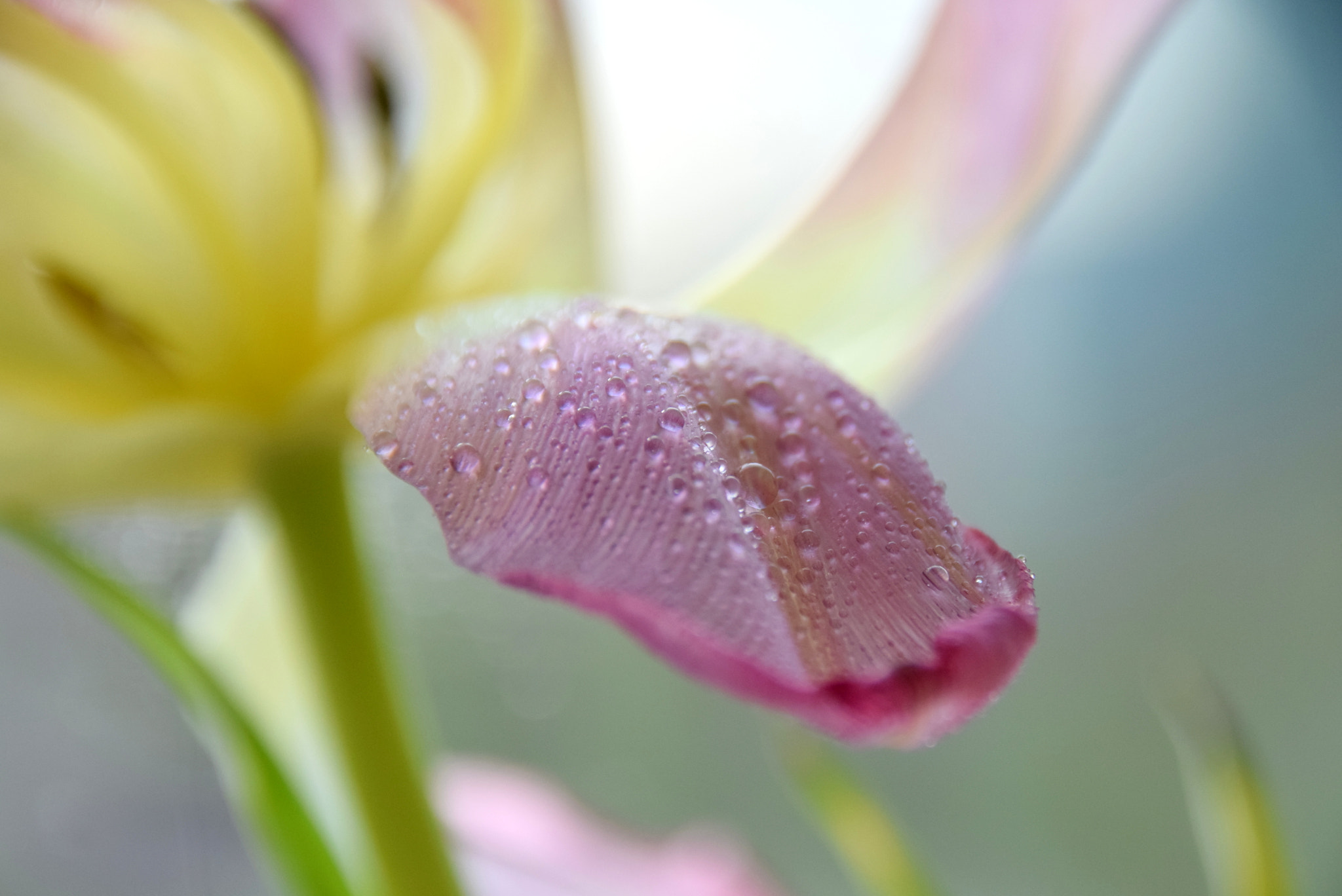 Sigma 18-250mm F3.5-6.3 DC Macro OS HSM sample photo. Longing for spring 2 photography