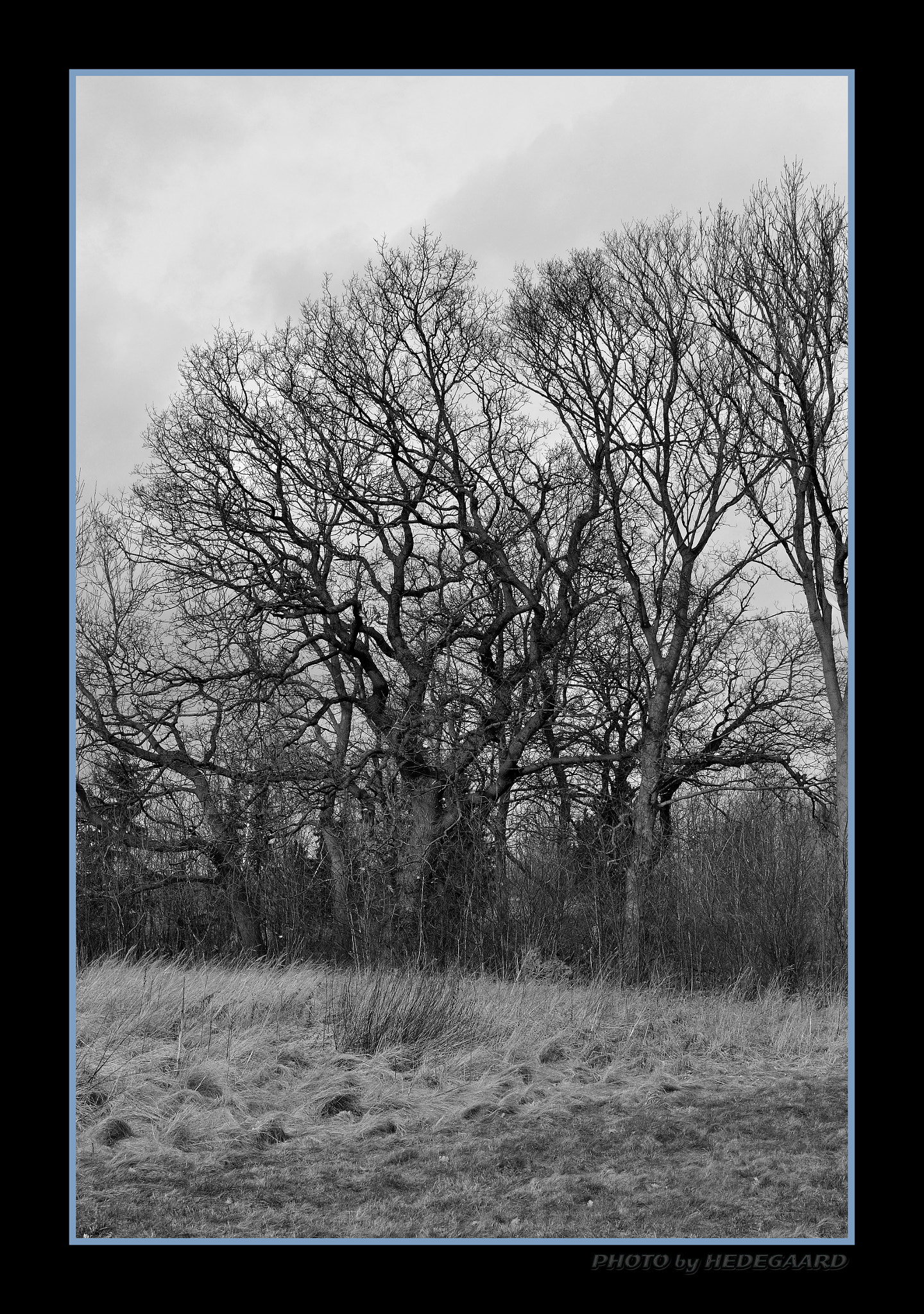 Nikon D5000 sample photo. Old trees photography