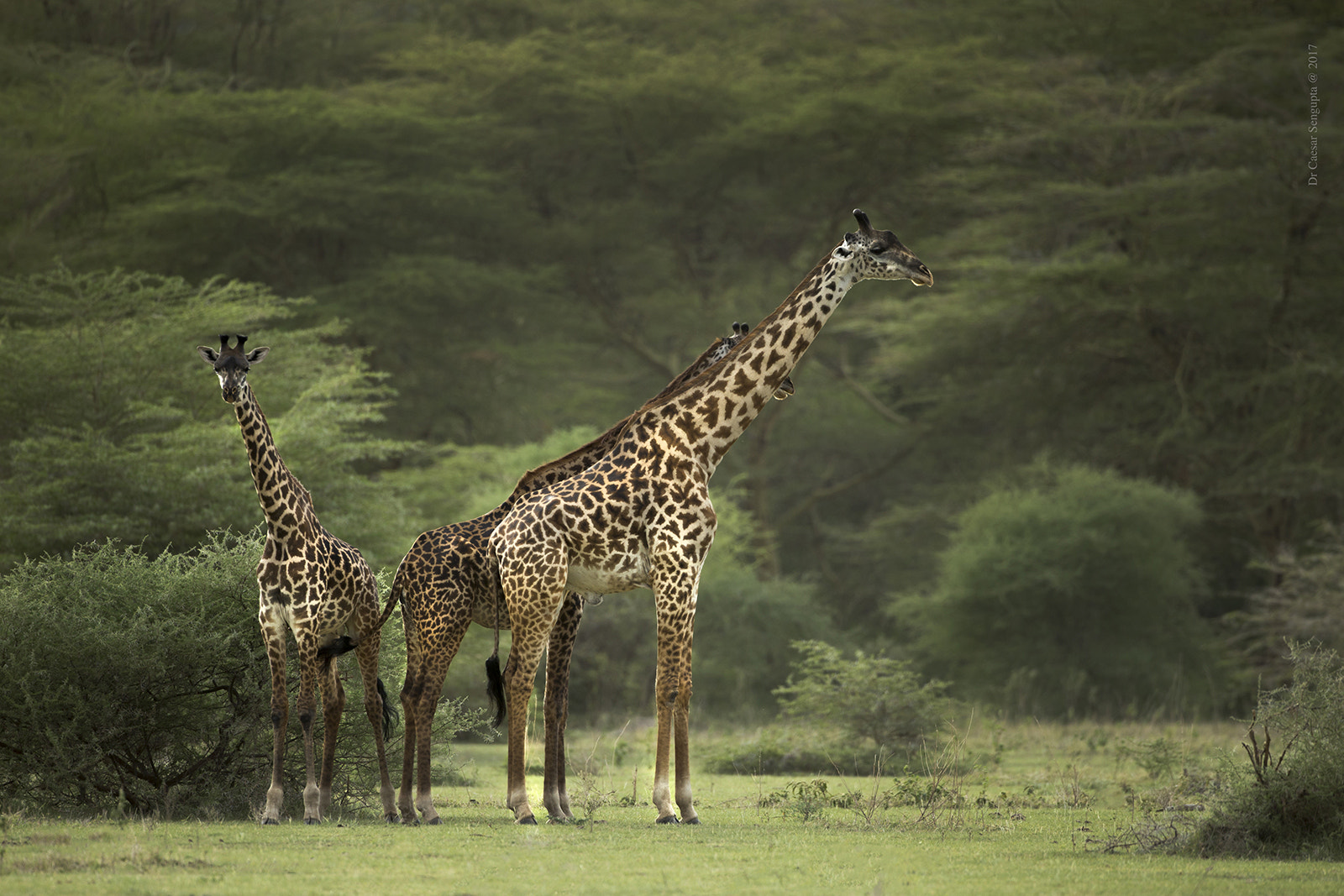 Canon EF 500mm F4L IS USM sample photo. Giraffe photography