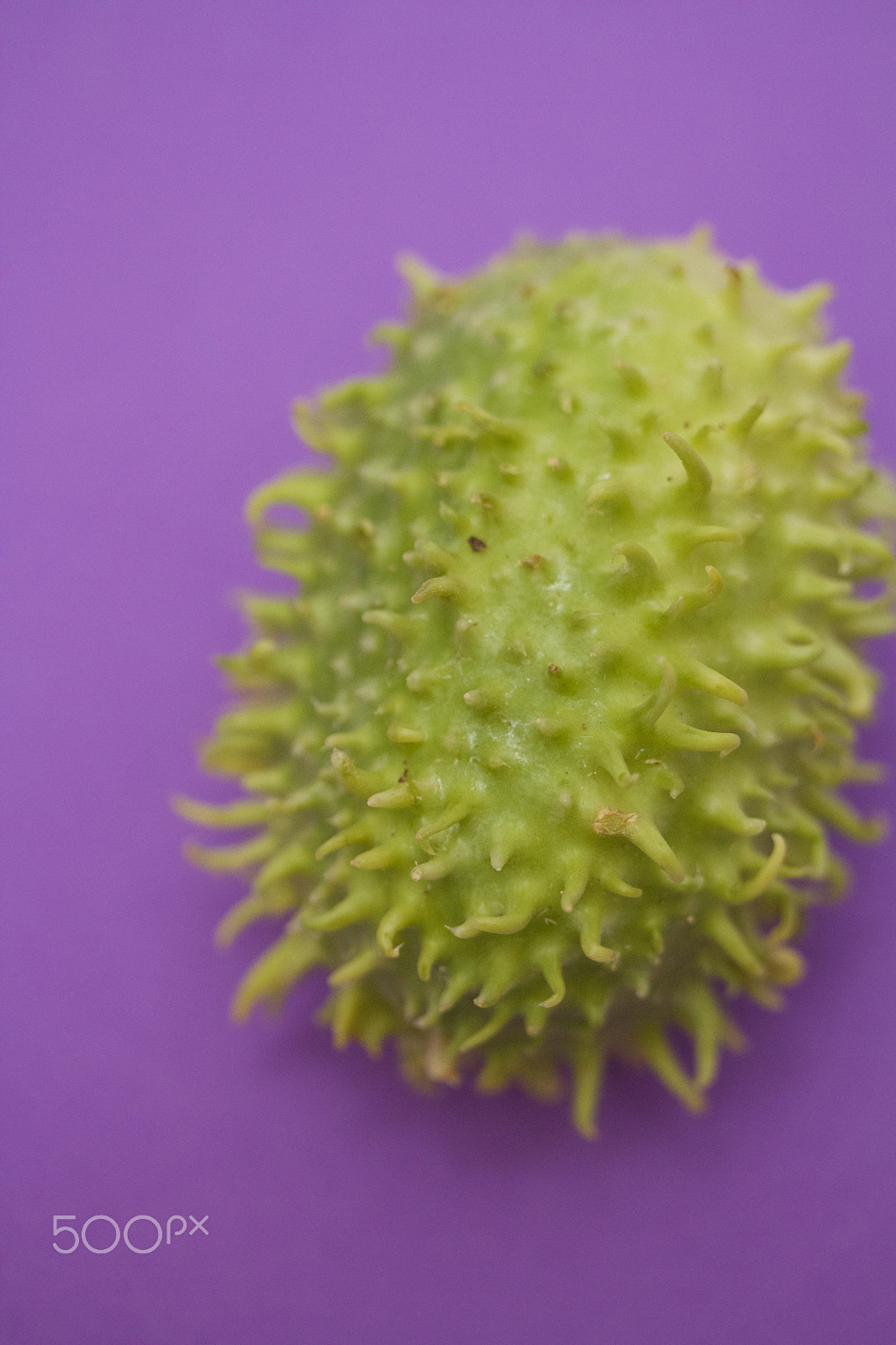 Canon EF-S 60mm F2.8 Macro USM sample photo. Cucumber photography