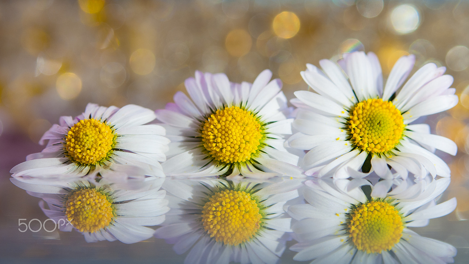 Nikon D300 sample photo. Reflection of daisies-gold photography