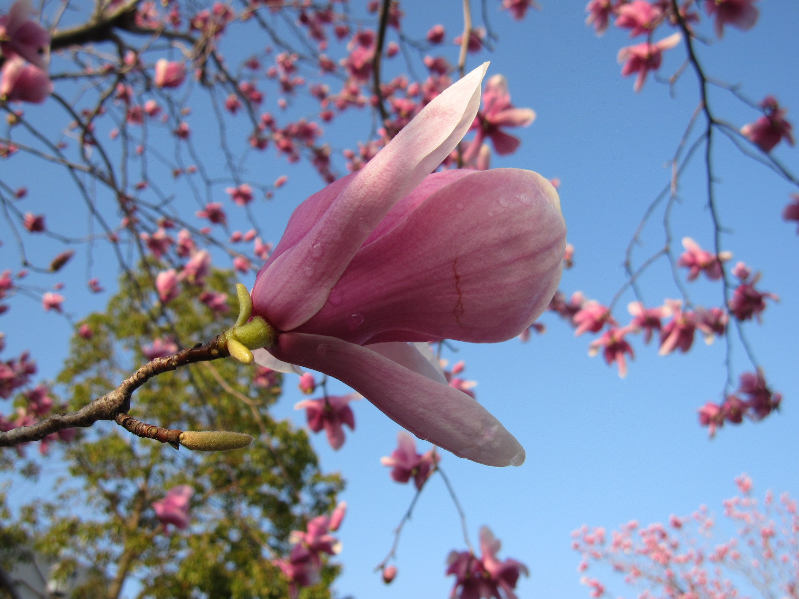 Canon PowerShot SD960 IS (Digital IXUS 110 IS / IXY Digital 510 IS) sample photo. Magnolia liliflora at yamate, yokohama a year ago photography