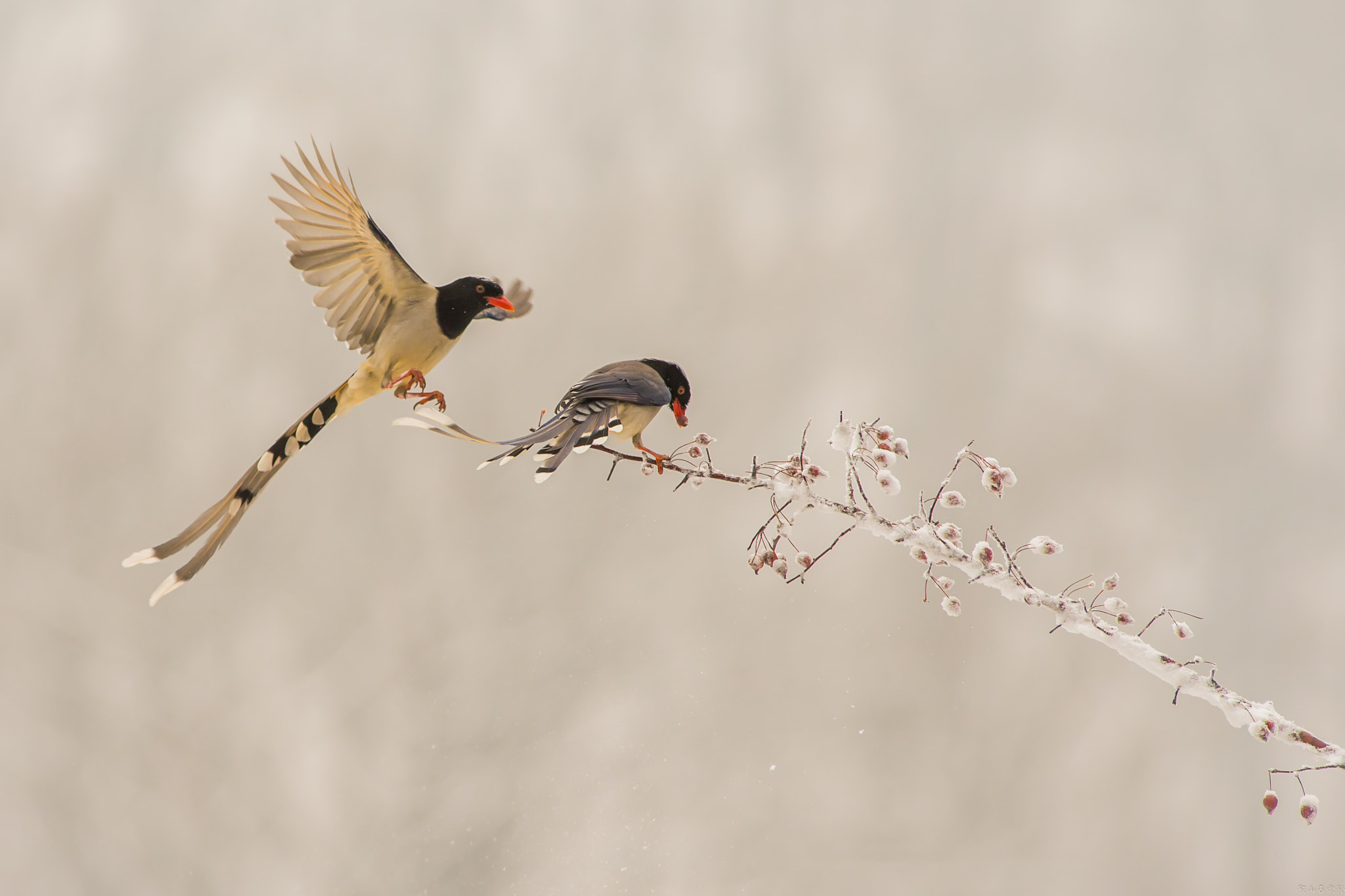 Canon EF 400mm f/2.8L sample photo. 红嘴蓝鹊（urocissa erythroryncha） photography