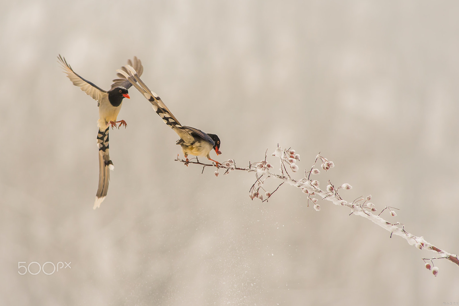 Canon EOS-1D X + Canon EF 400mm f/2.8L sample photo. 红嘴蓝鹊（urocissa erythroryncha） photography