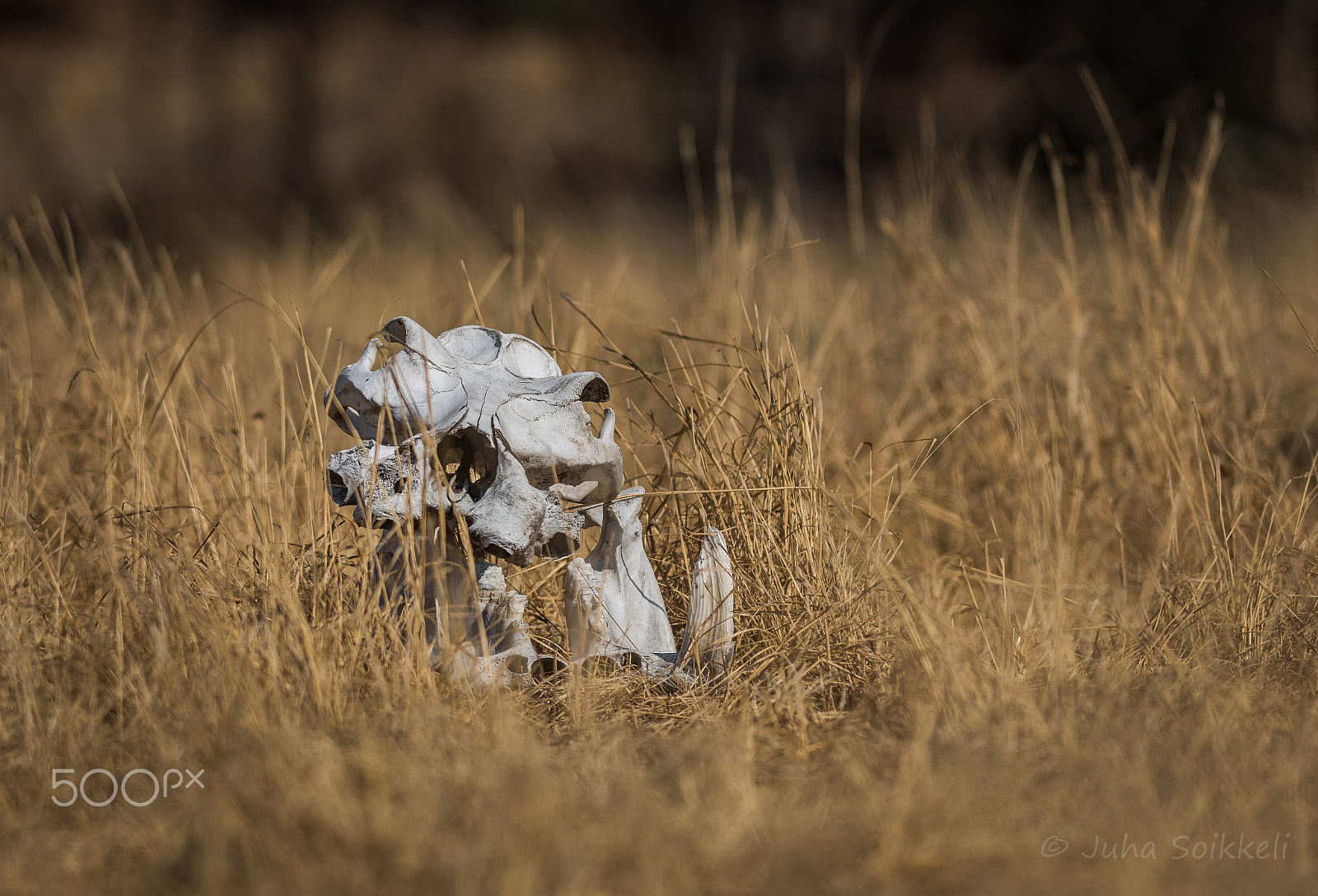 Nikon AF-S Nikkor 300mm F2.8G ED-IF VR sample photo. Hippo scull kafue zambia photography