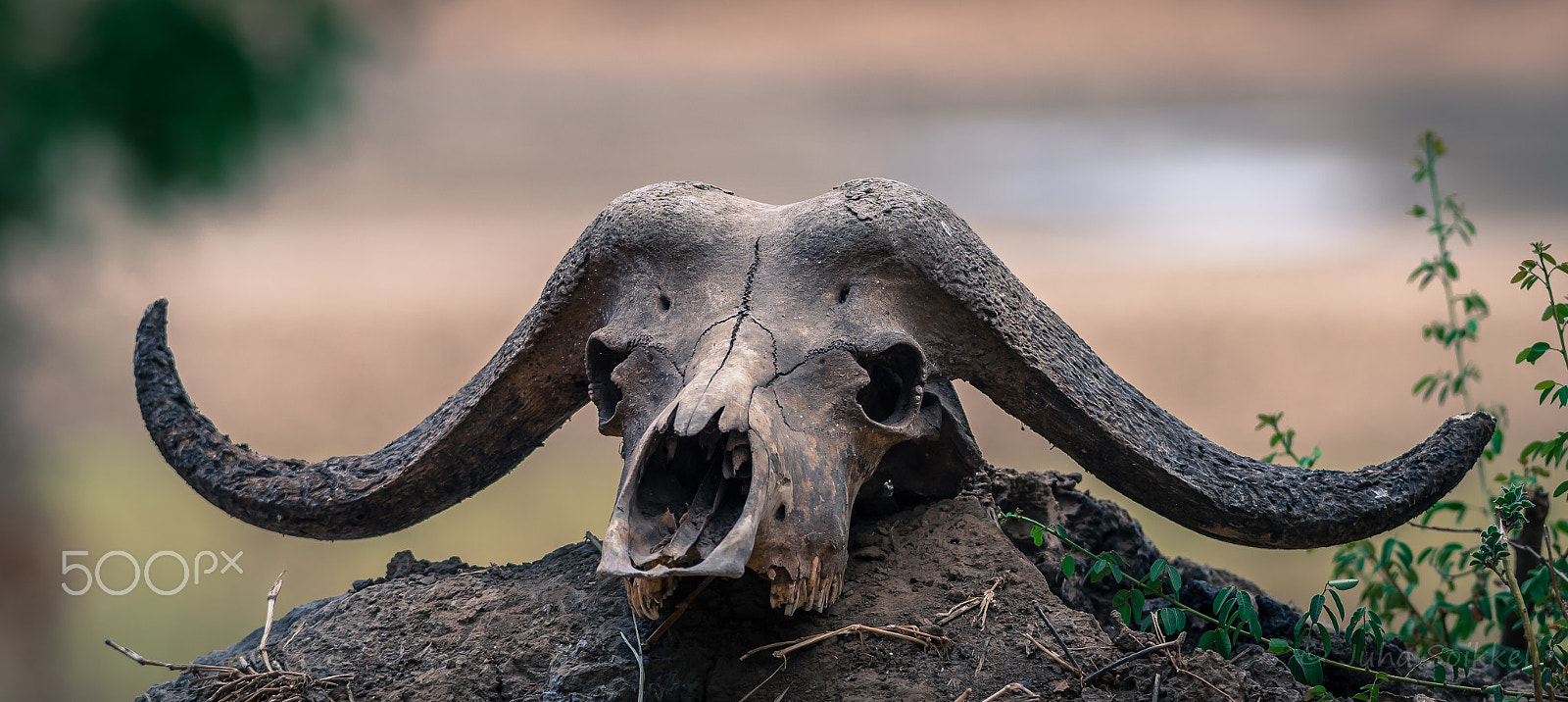 Nikon AF-S Nikkor 300mm F2.8G ED-IF VR sample photo. Buff scull luangwa zambia photography