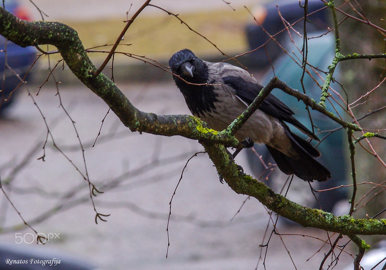 Pentax K-5 sample photo. Crow photography