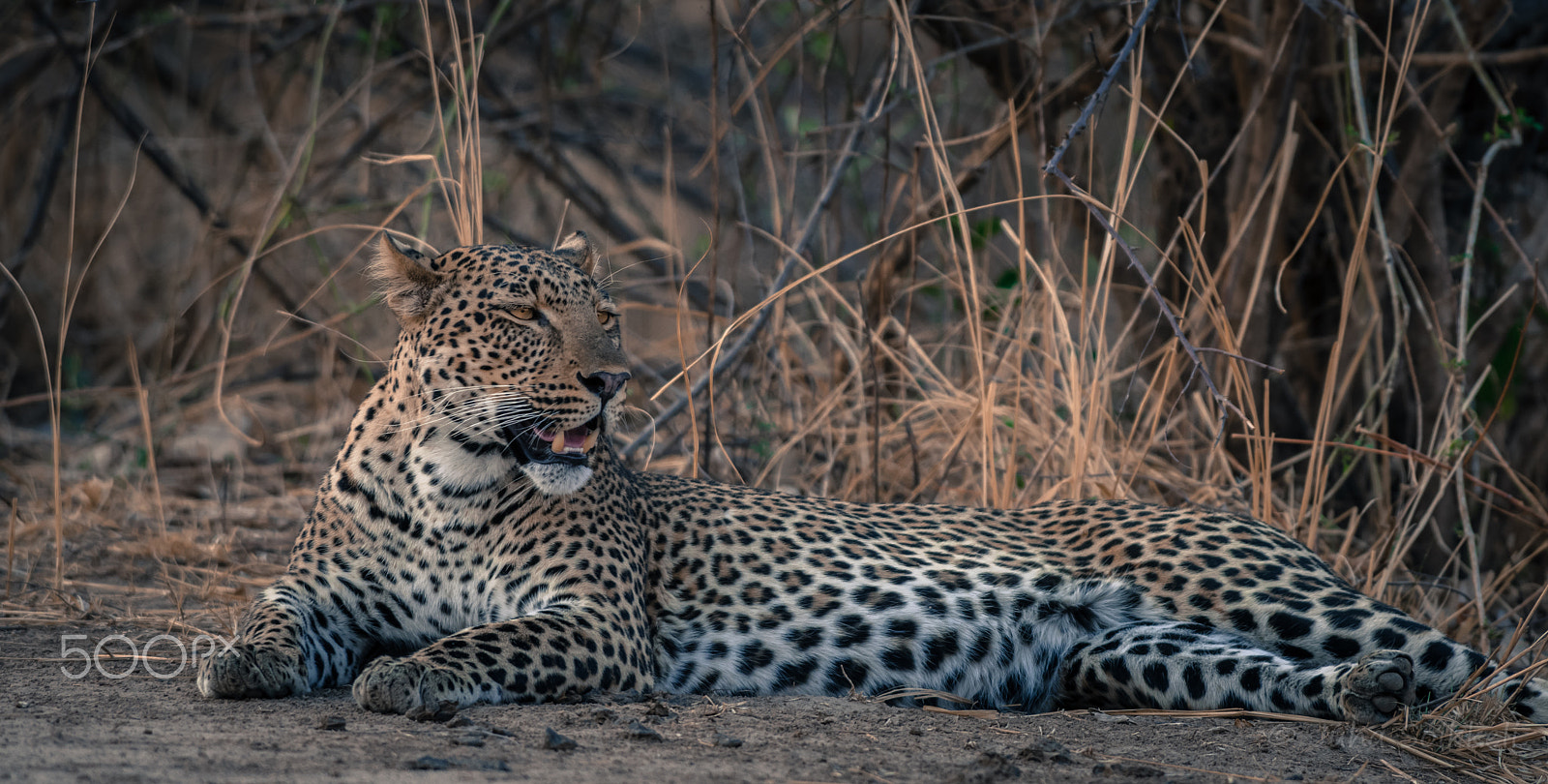 Nikon AF-S Nikkor 300mm F2.8G ED-IF VR sample photo. Leopard luangwa zambia photography