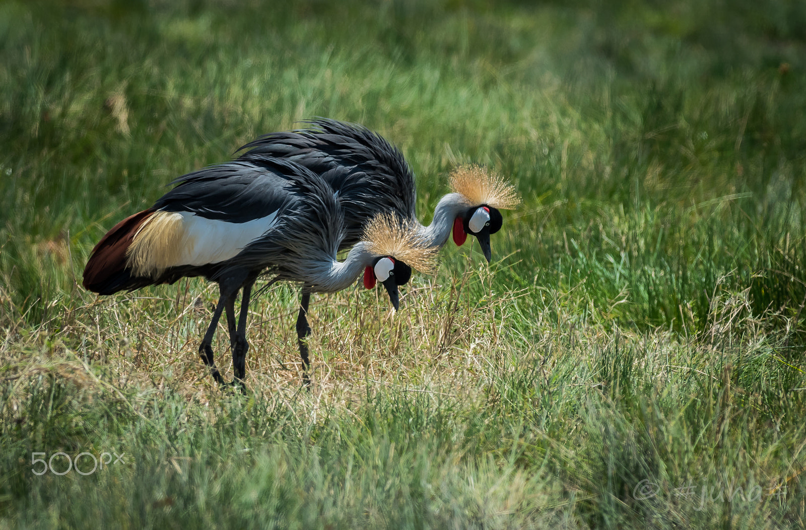 Nikon D810 sample photo. Grey crowned cranes @busanga photography