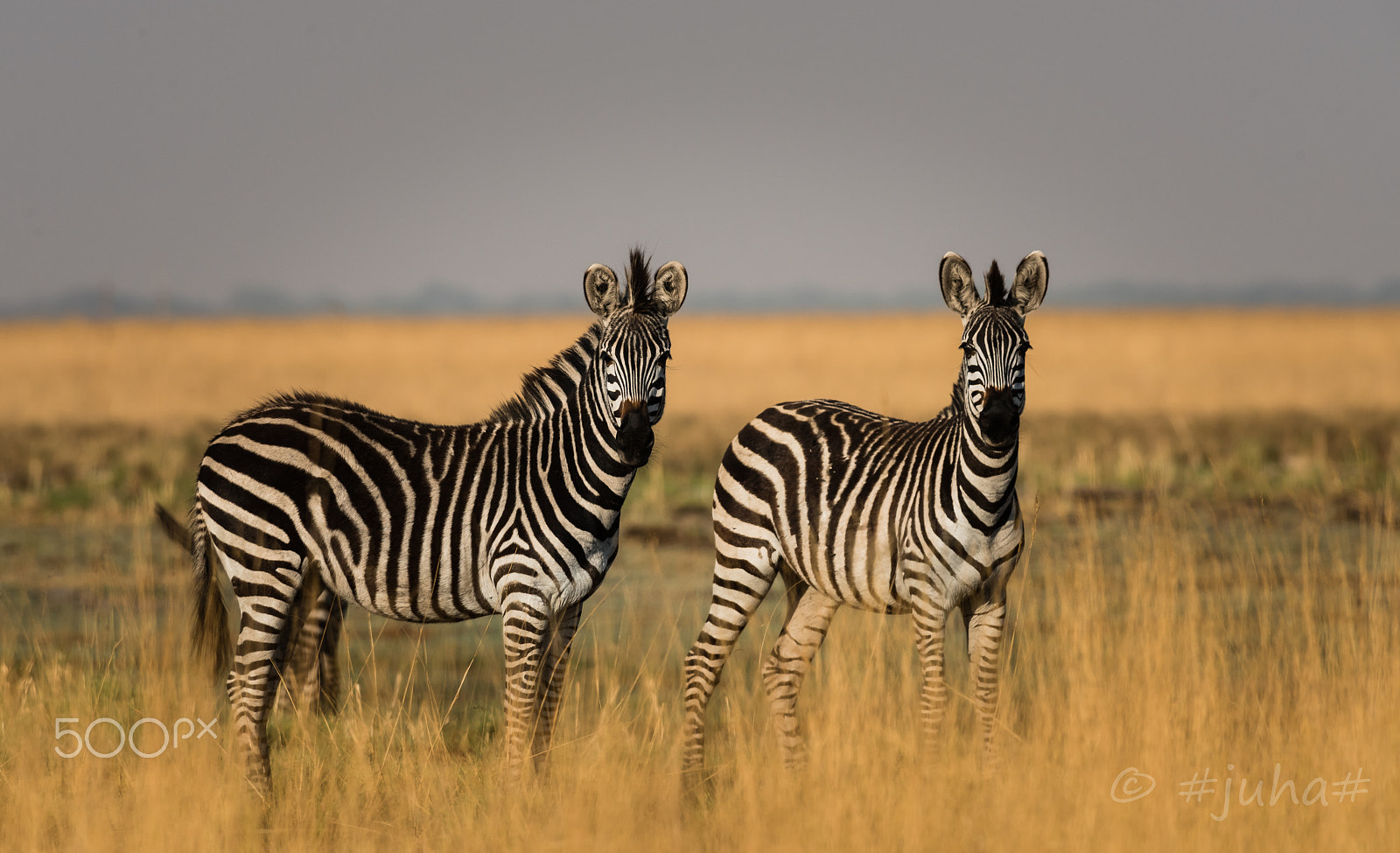 Nikon D810 + Nikon AF-S Nikkor 300mm F2.8G ED-IF VR sample photo. Zepras liuwa plain zambia photography