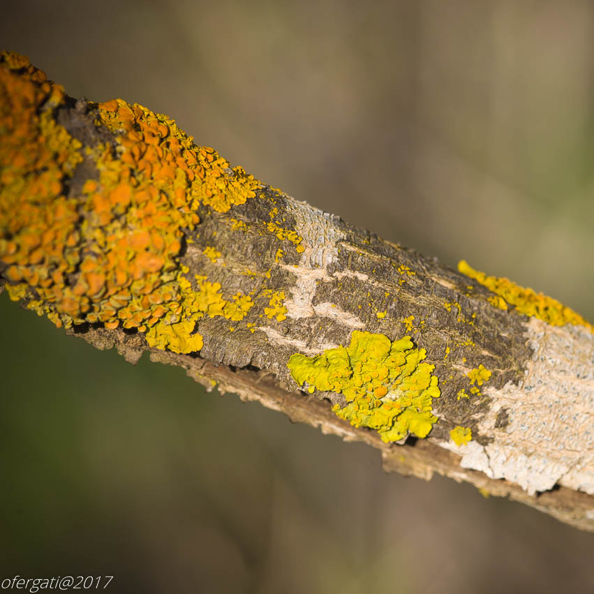 Nikon D600 + Nikon AF Micro-Nikkor 200mm F4D ED-IF sample photo. Lichen photography