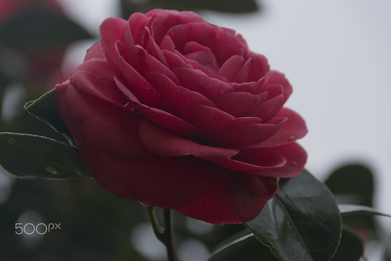 Sigma 18-250mm F3.5-6.3 DC Macro OS HSM sample photo. Camelia photography