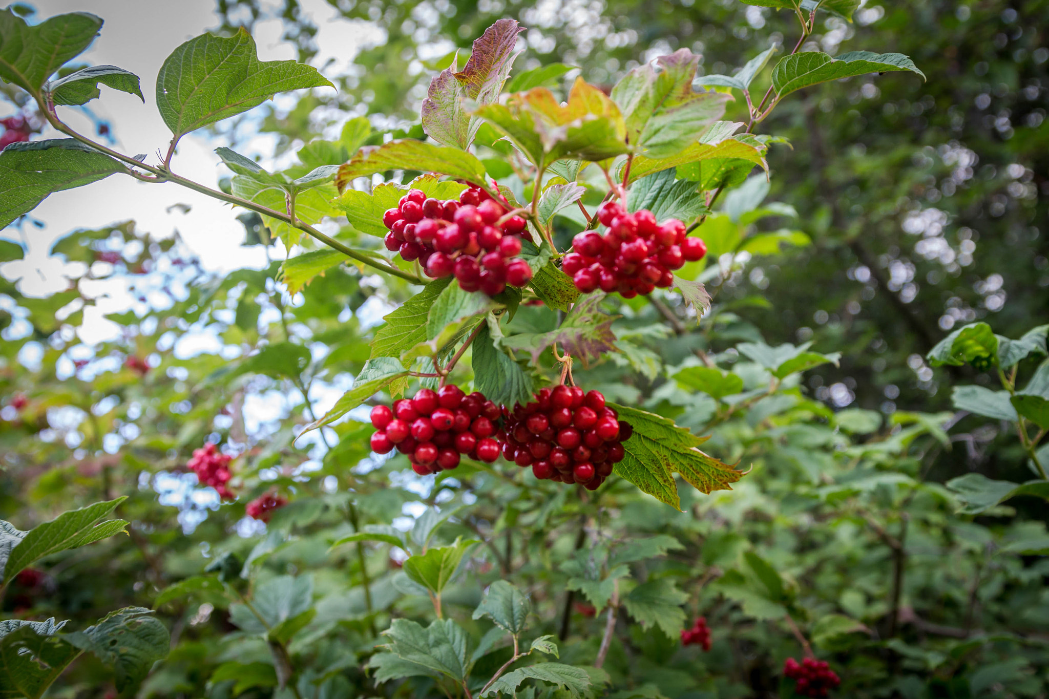 Canon EOS 650D (EOS Rebel T4i / EOS Kiss X6i) sample photo. Frutos rojos del bosque photography