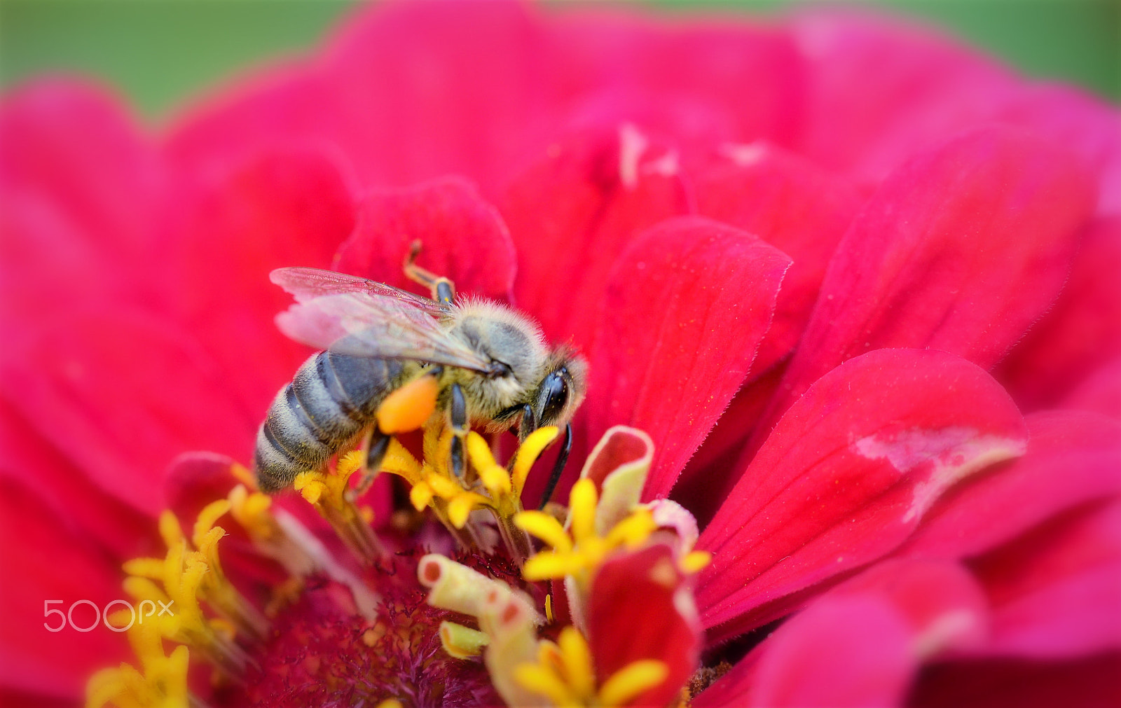 Nikon D5100 + Tamron SP AF 60mm F2 Di II LD IF Macro sample photo. Bee collecting pollen photography