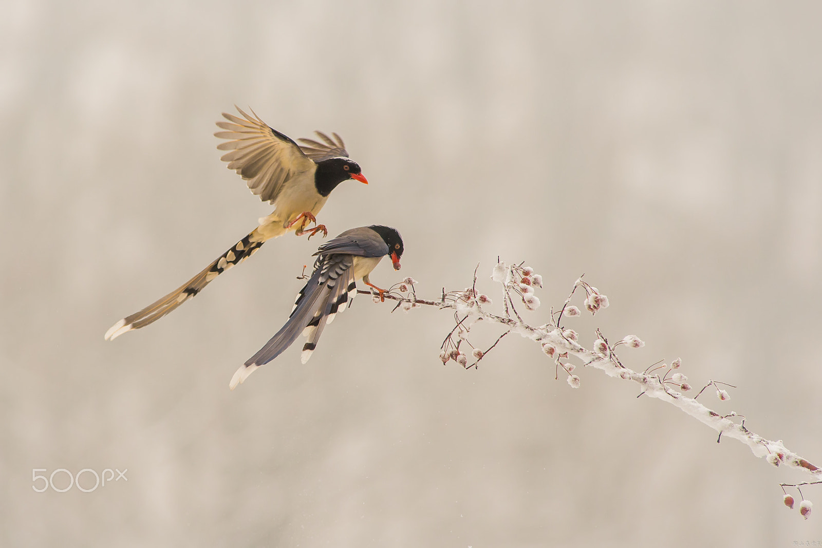 Canon EF 400mm f/2.8L sample photo. 红嘴蓝鹊（urocissa erythroryncha） photography