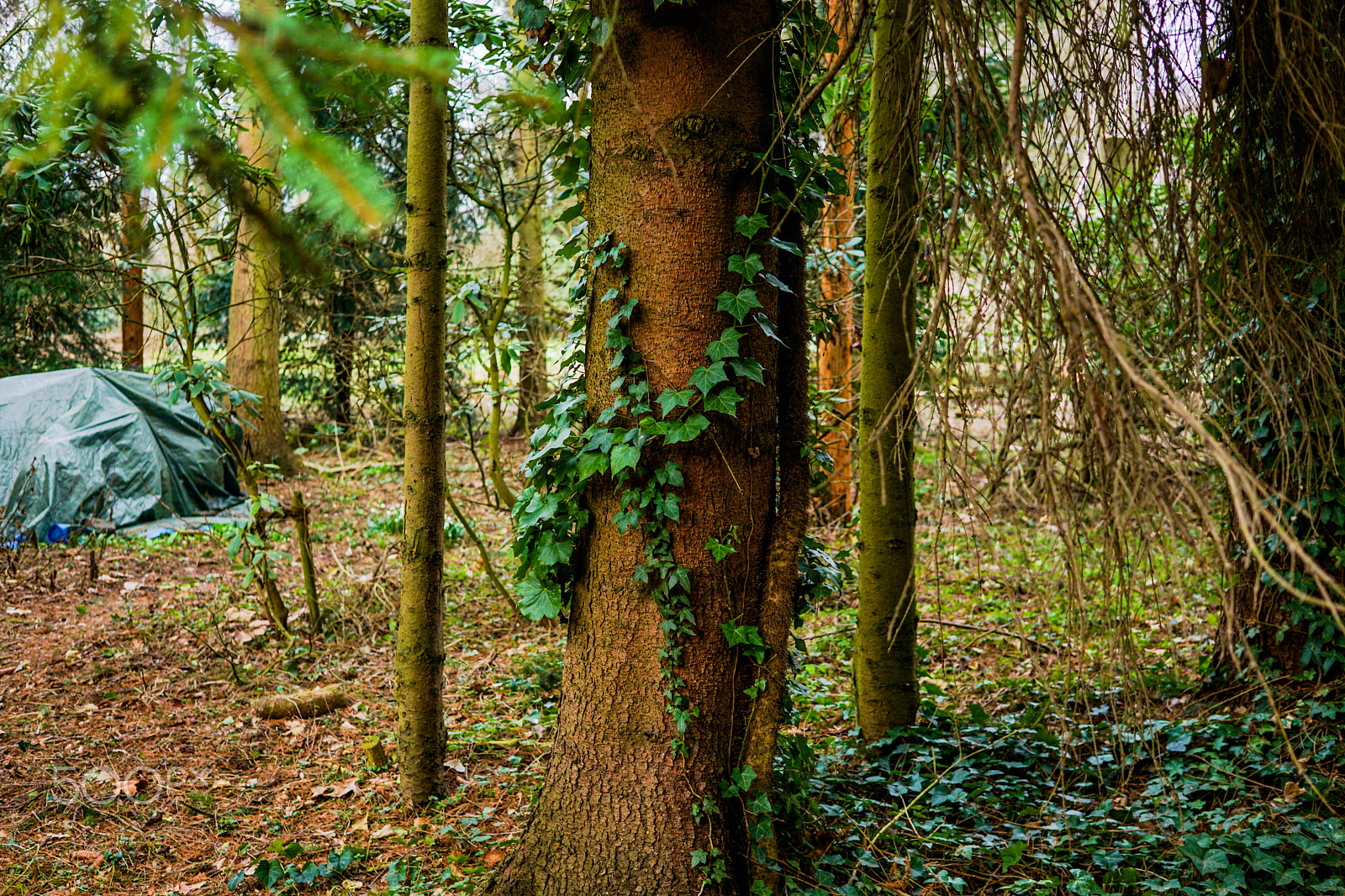 Sony a6000 + Sigma 30mm F2.8 EX DN sample photo. Ivy leaves photography