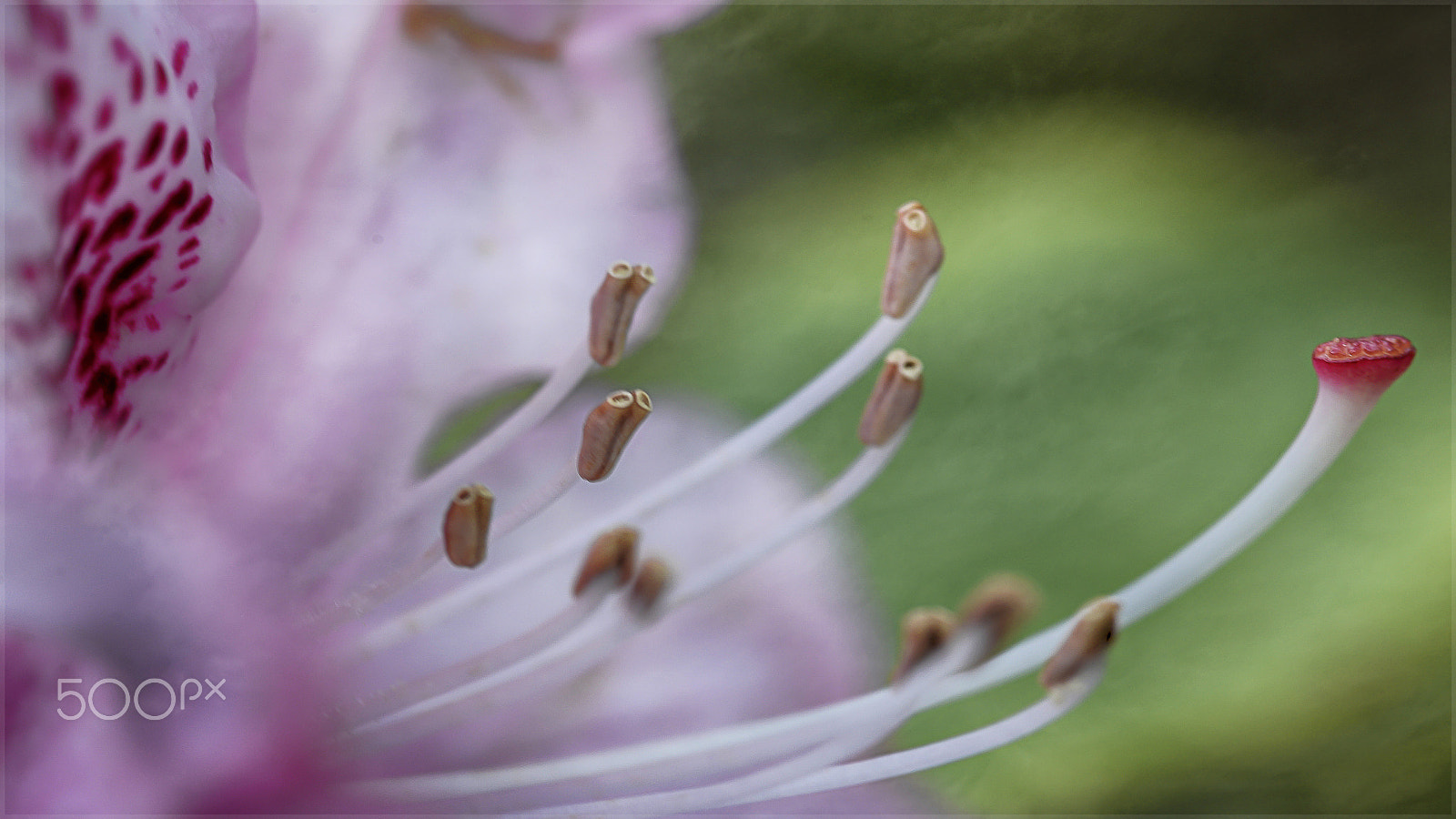 Nikon D610 + Sigma 70-300mm F4-5.6 DG Macro sample photo. Llega la primavera photography